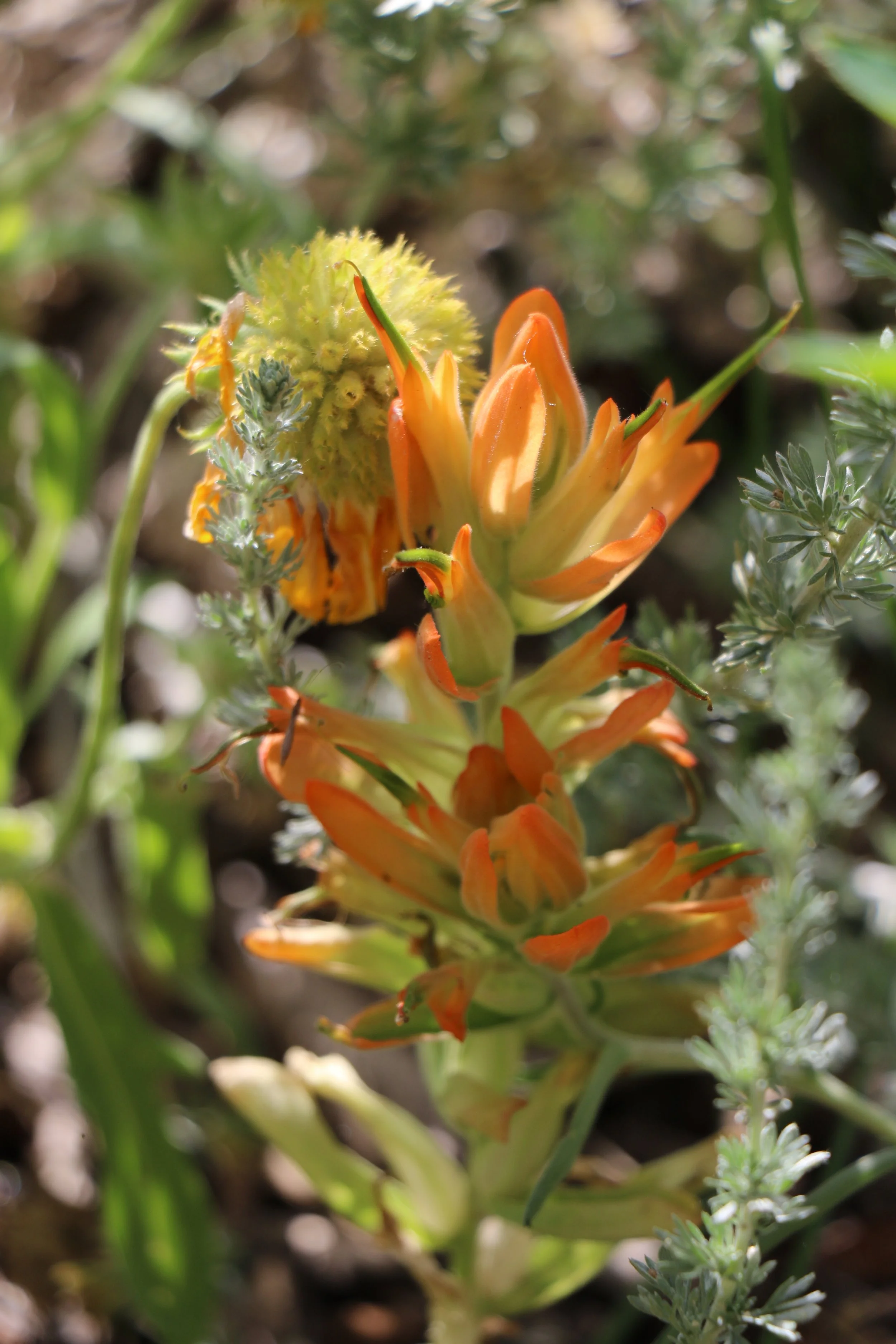 Castilleja linariifolia (Wyoming Indian Paintbrush)