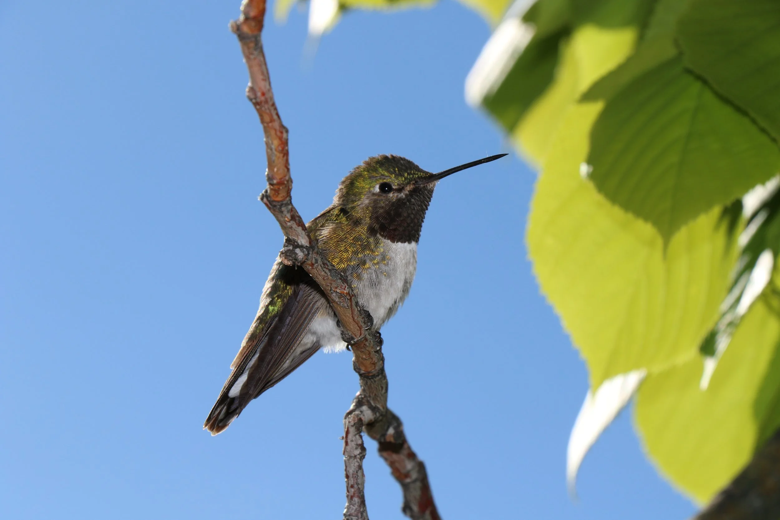 A hummingbird perched on a tree branch with bright green leaves and a clear blue sky in the background.