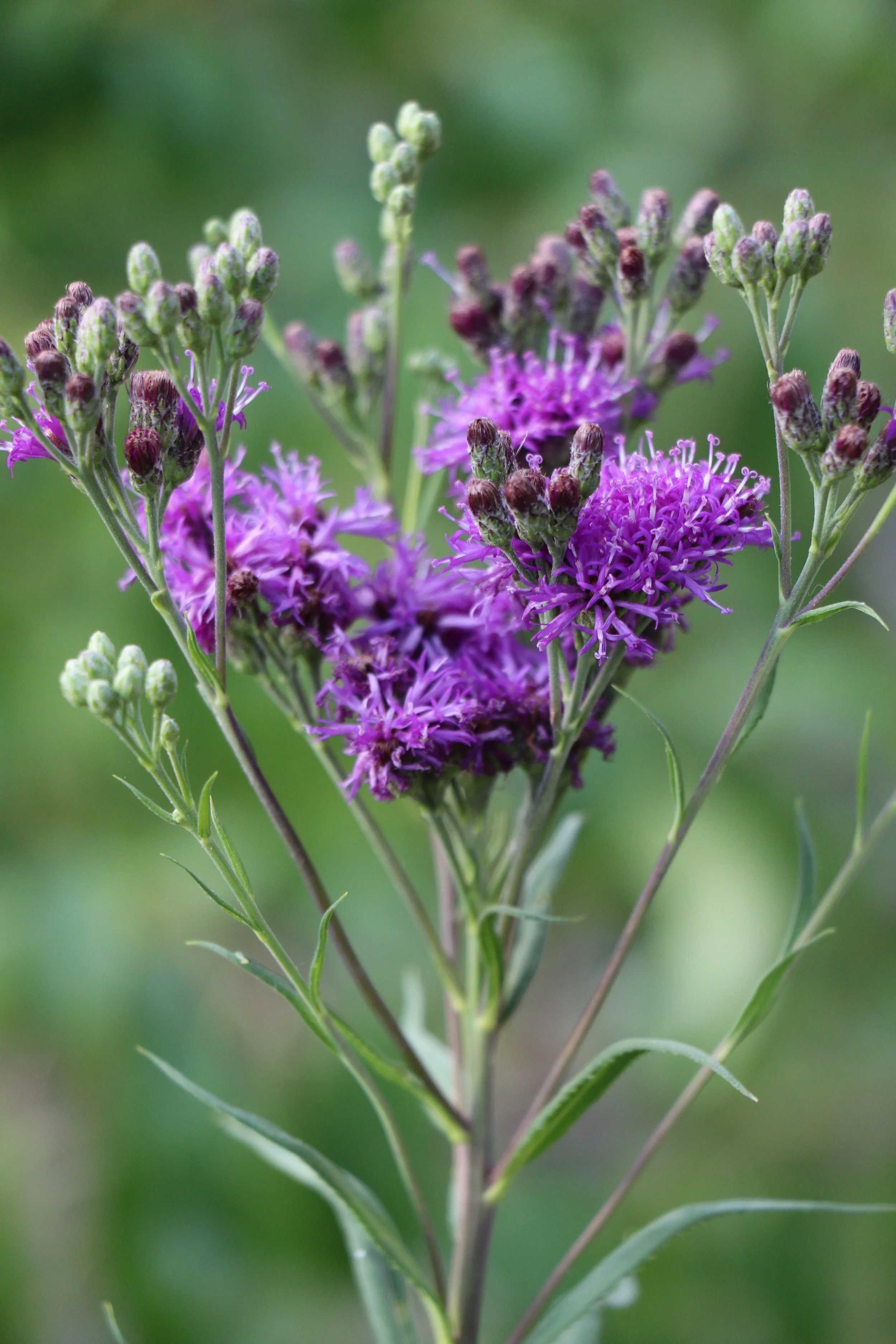 Vernonia fasciculata (Prairie Ironweed) Statuesque. Want butterflies? This is your go-to. Summer bloomer.