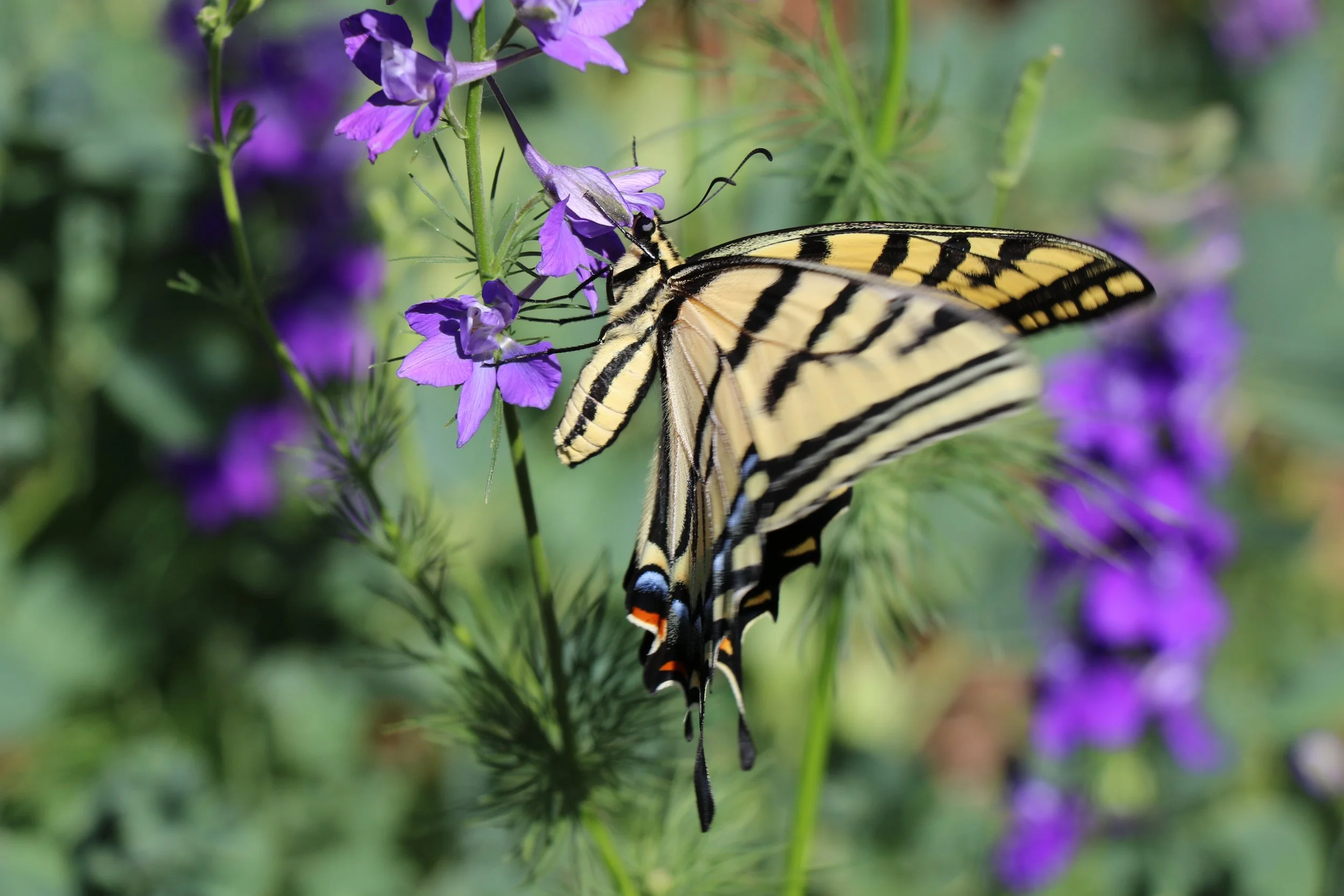 A yellow and black tiger swallowtail butterfly perched on purple flowers in a green garden.
