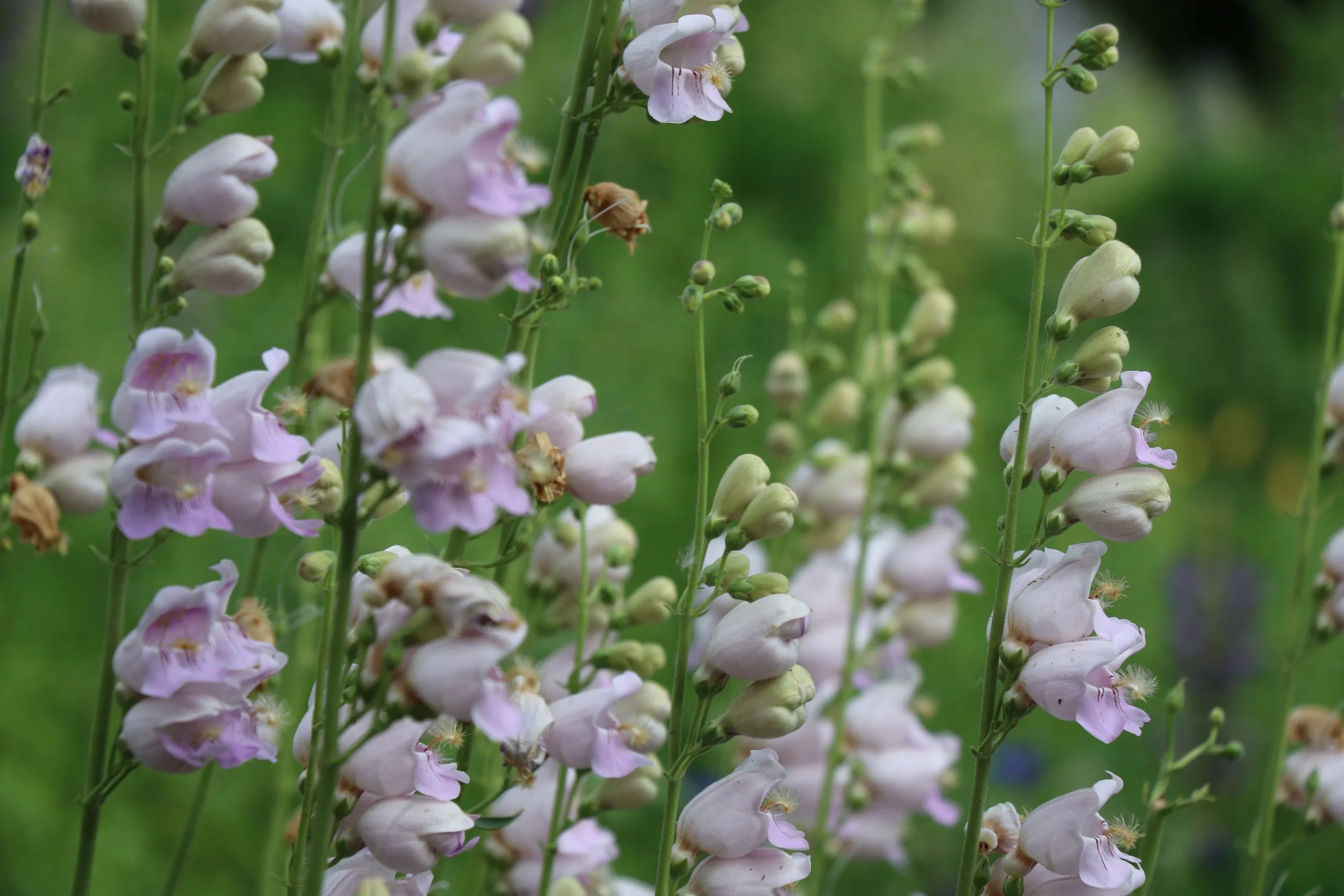 Penstemon palmeri (Palmer's Penstemon) The prettiest shade of pale pink.