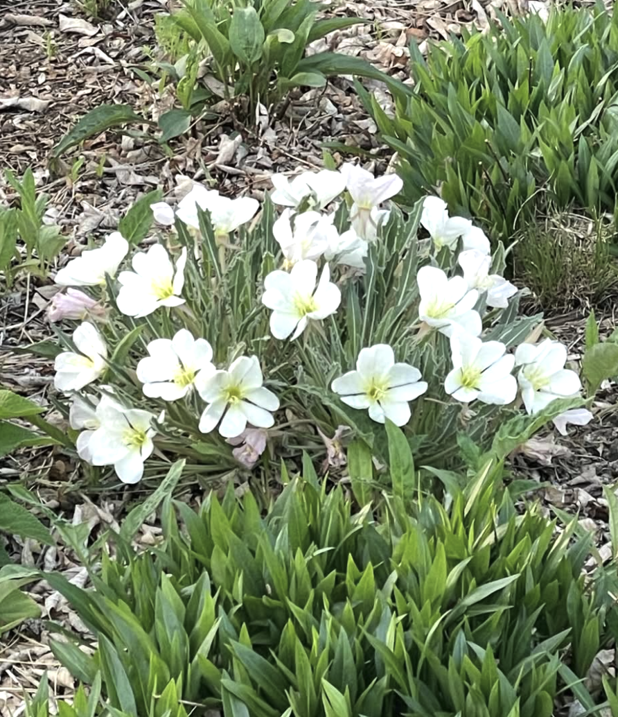 Oenothera caespitosa (Tufted Evening Primrose) Olive colored velvety leaves. Spring bloomer.