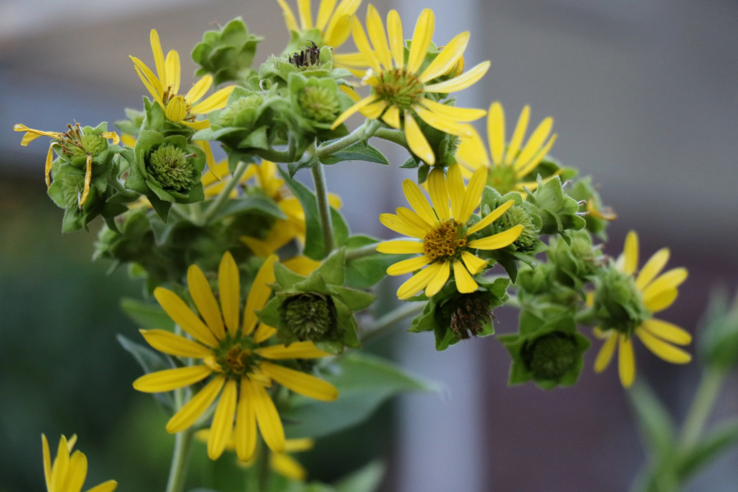Silphium integrifolium (Rosinweed) American Goldfinch favorite. Summer bloomer.