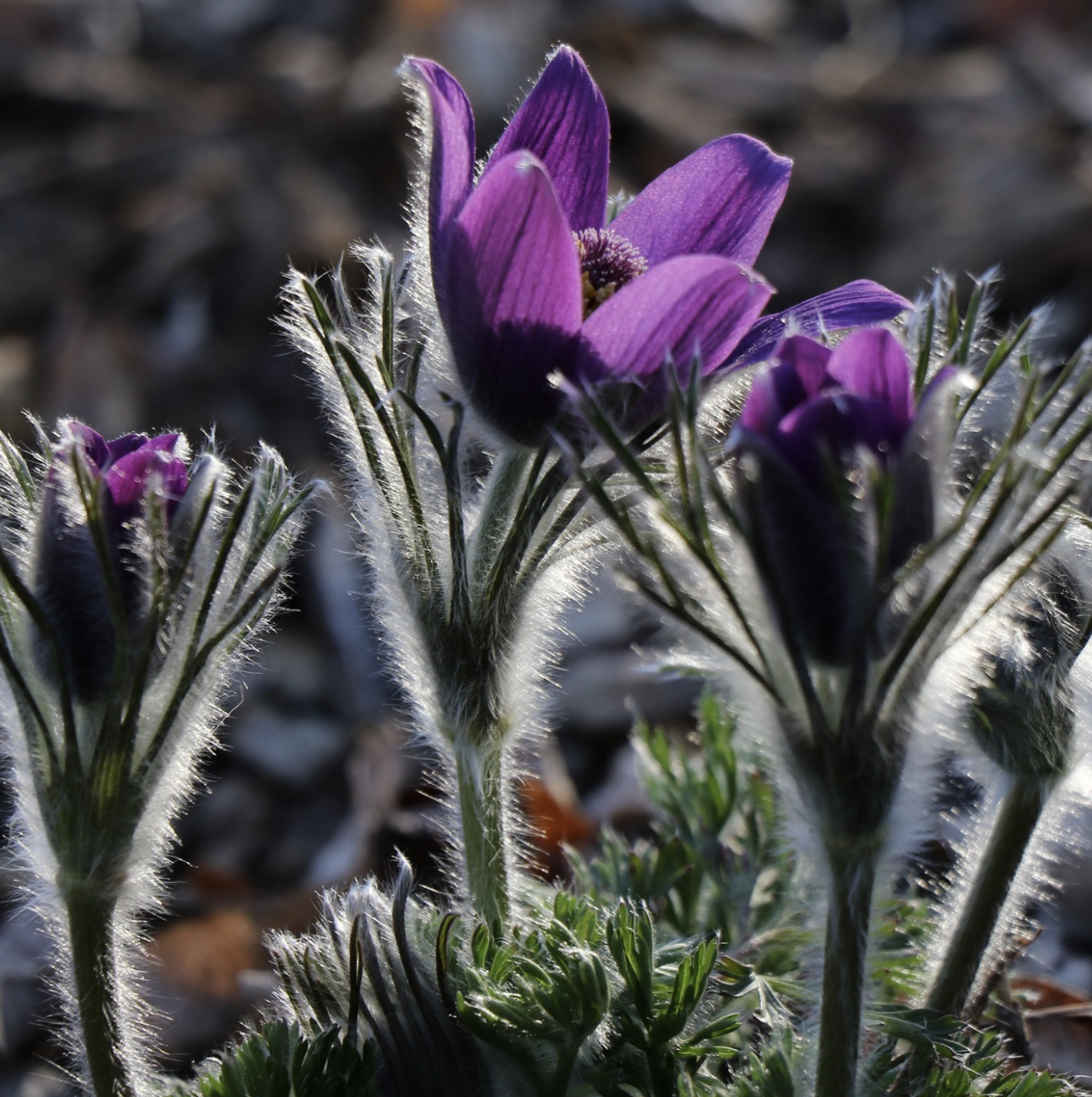 Pulsatilla patens (Pasqueflower) If you can find this one, buy it. Spring bloomer.