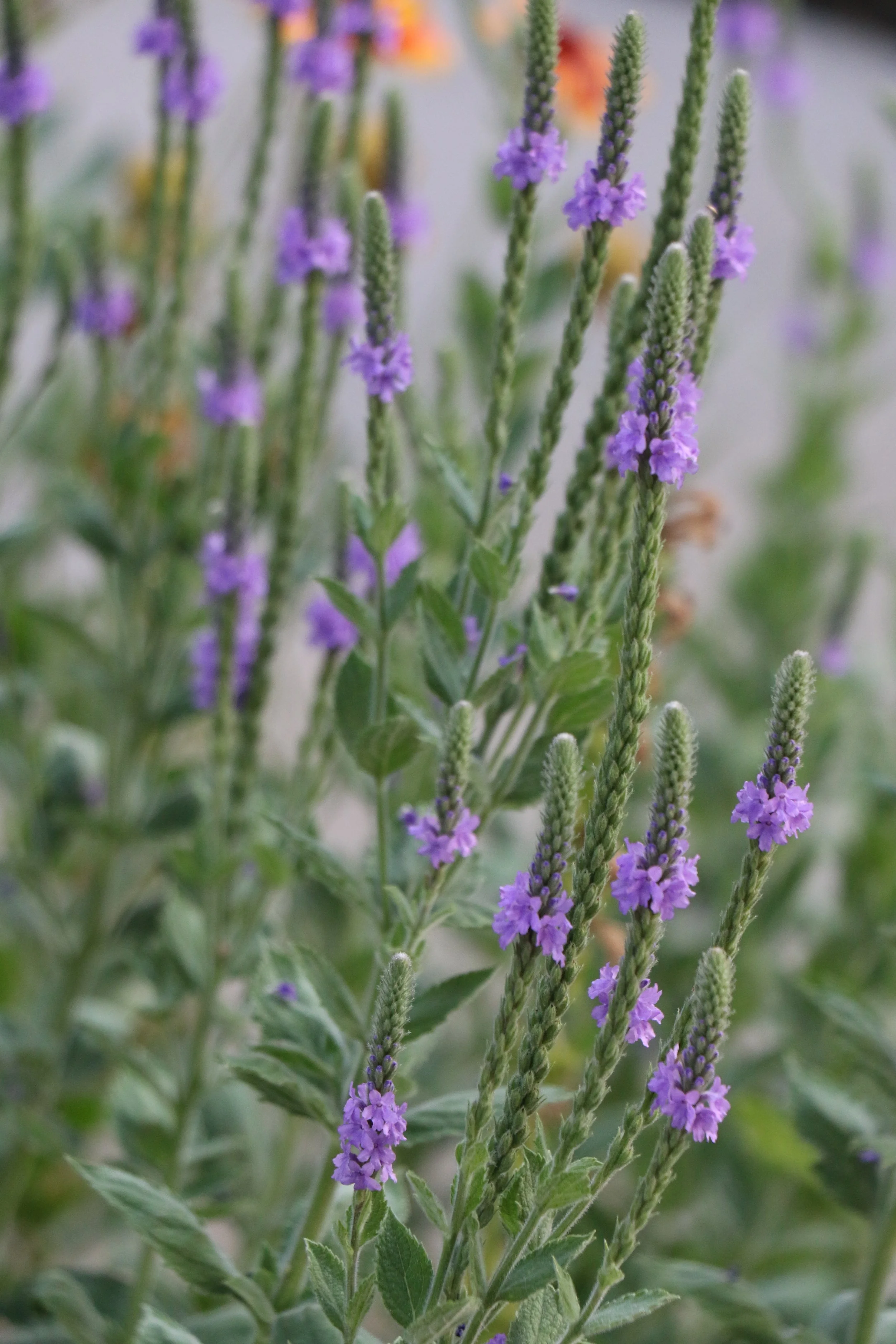 Verbena stricta (Hoary Vervain). Spikes of purple. Summer bloomer. A living bird feeder in the fall.