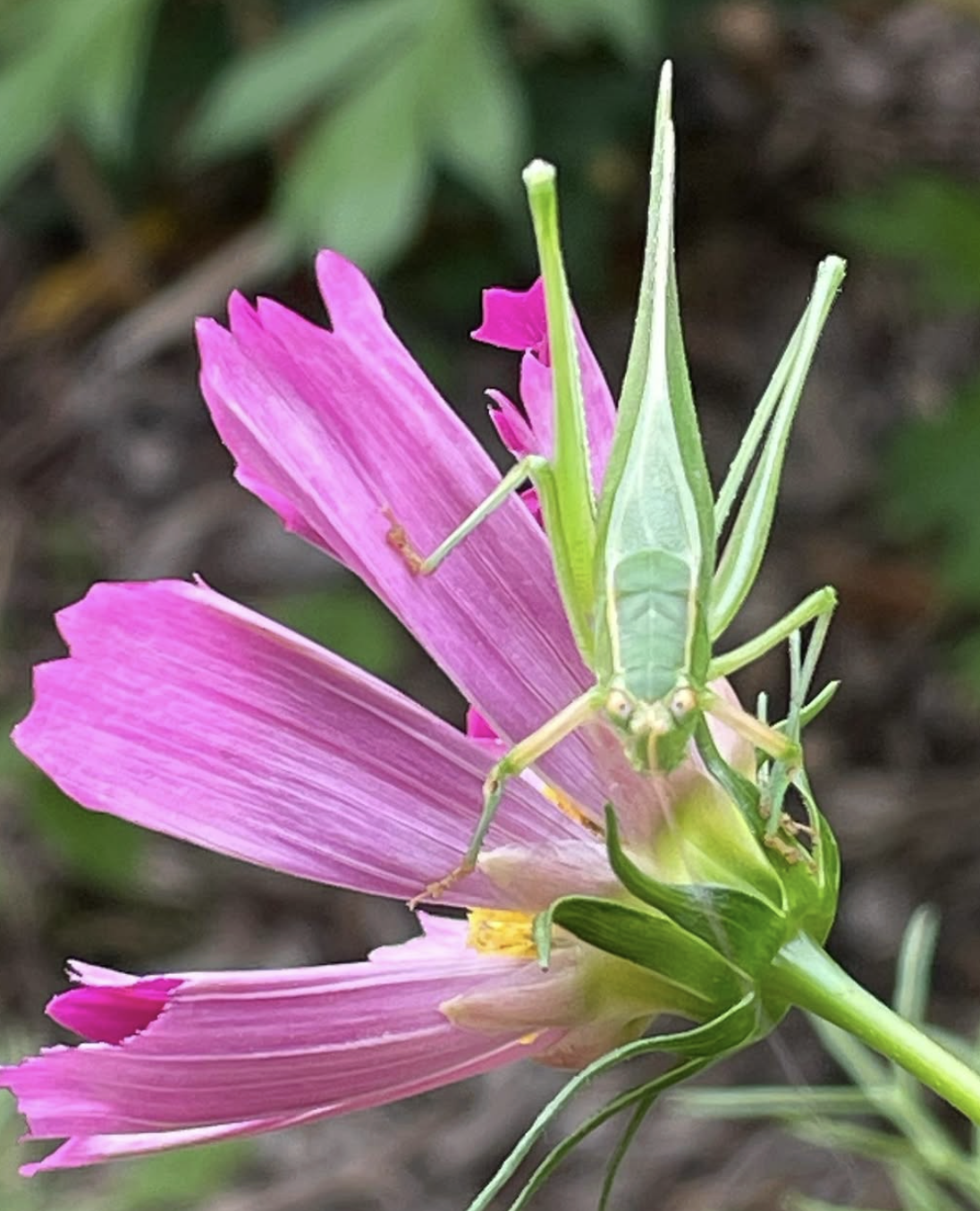 A green praying mantis sitting on pink flowers.