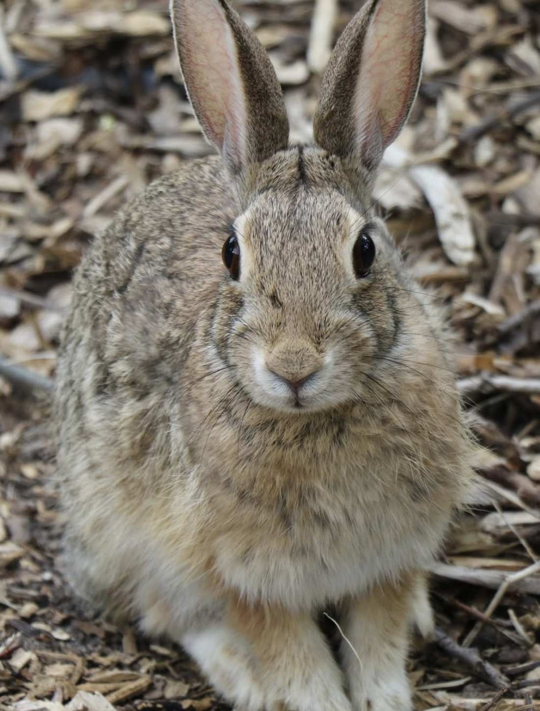 A close-up of a wild rabbit sitting on wood chips, looking directly at the camera.