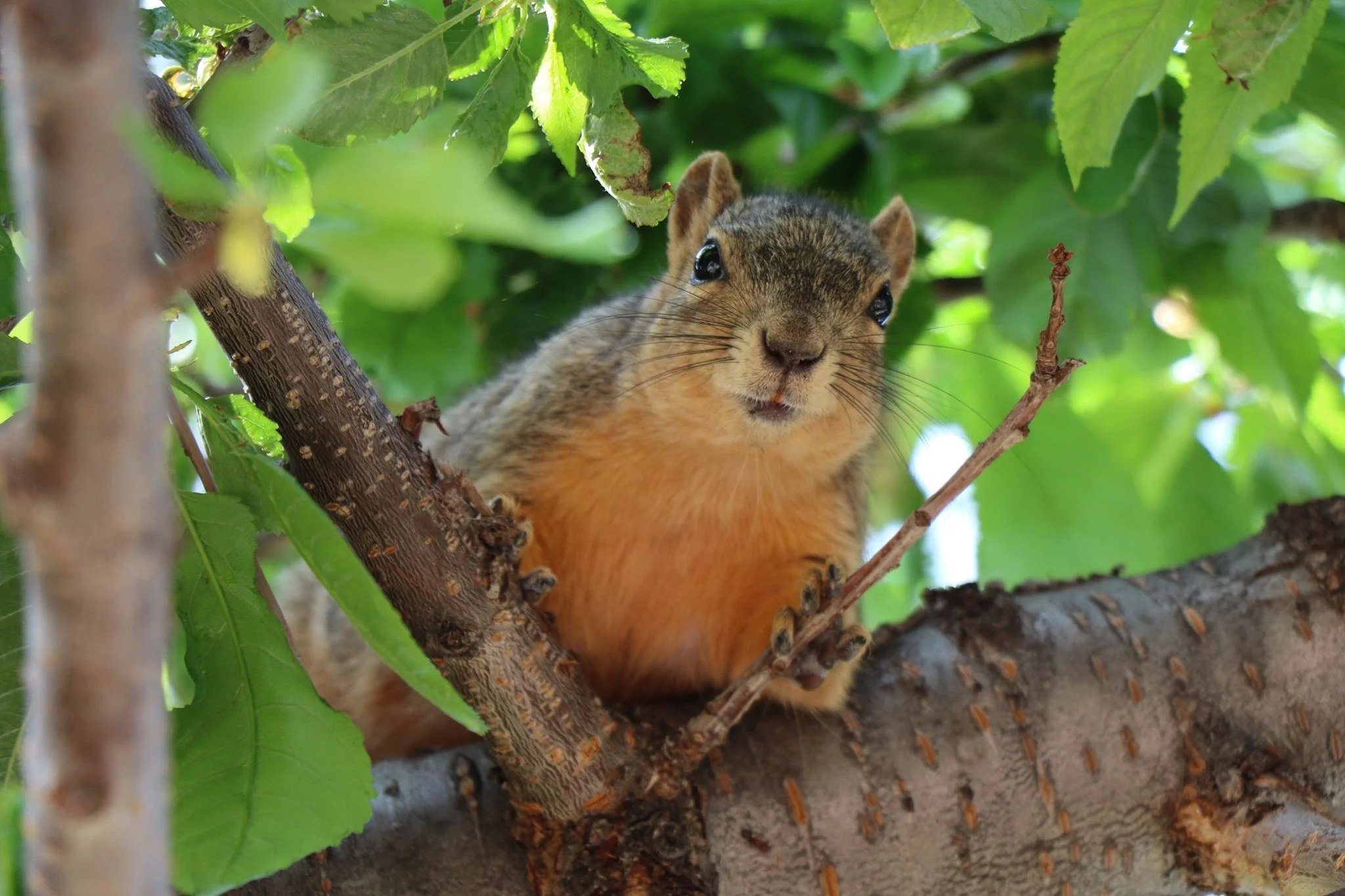 A squirrel peering out from a tree branch surrounded by green leaves.