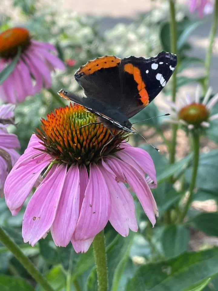 A black butterfly with orange and white markings resting on a pink coneflower with a spiked orange and green center, surrounded by green foliage.