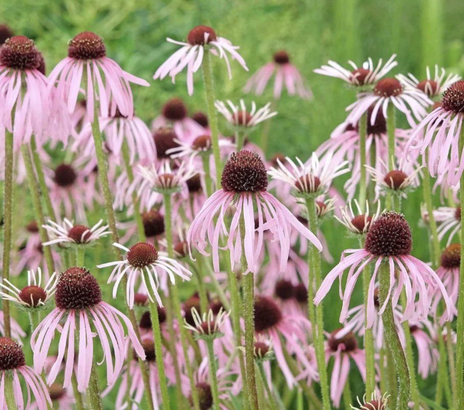 Echinacea pallida (Pale Purple Coneflower)