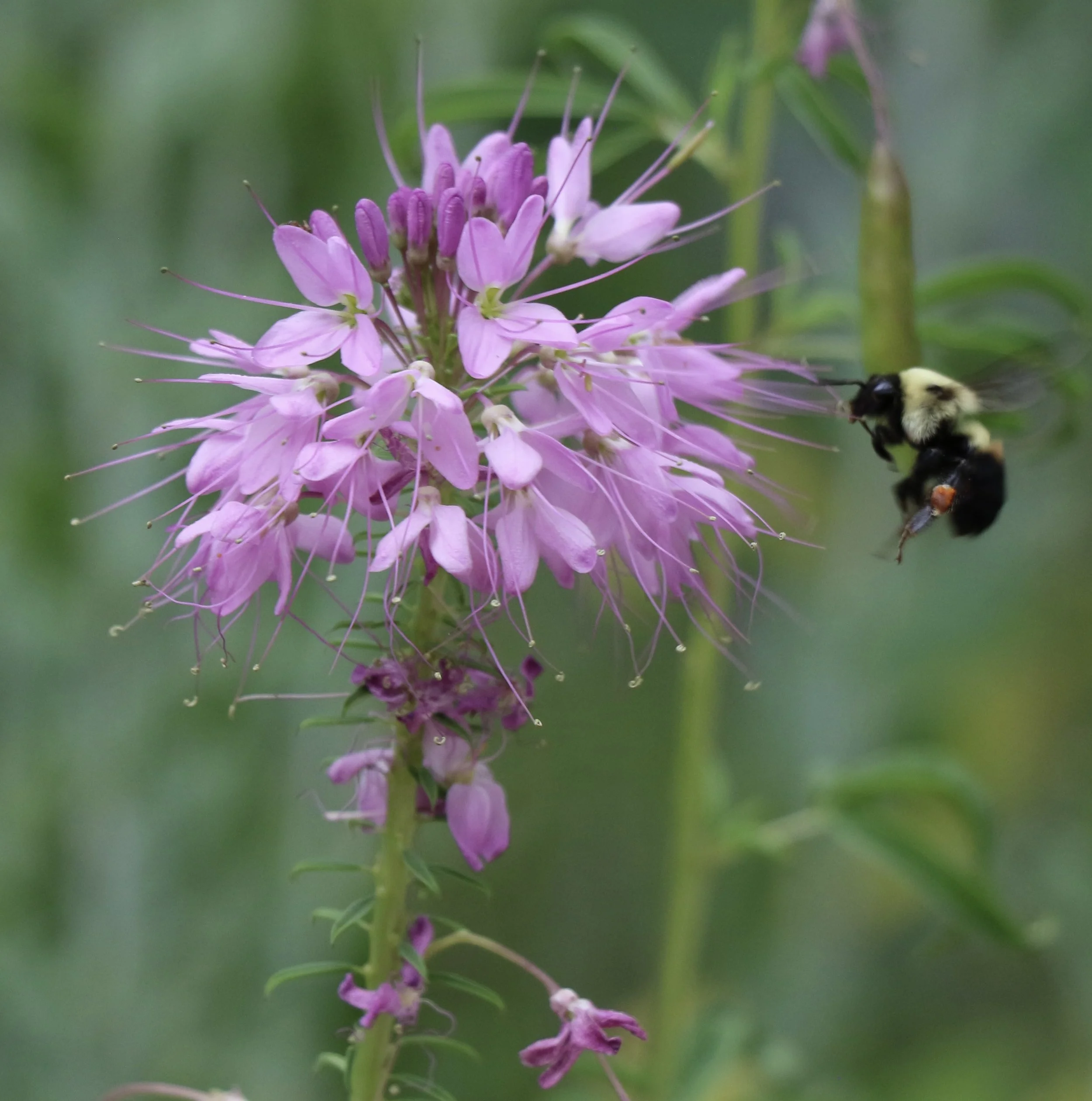 A close-up of a purple flower with a bee hovering nearby collecting nectar.
