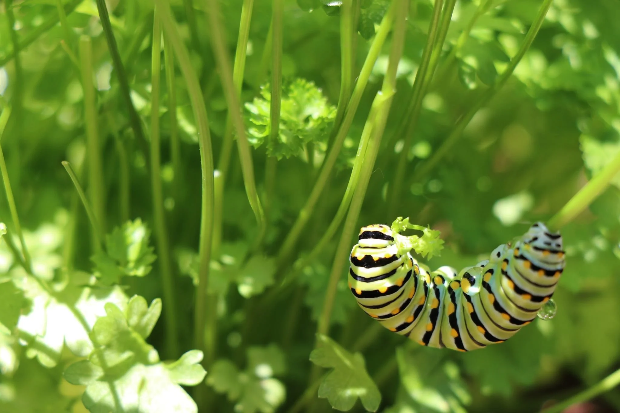 A black, yellow, and white striped caterpillar hanging on a green leaf among green plants.