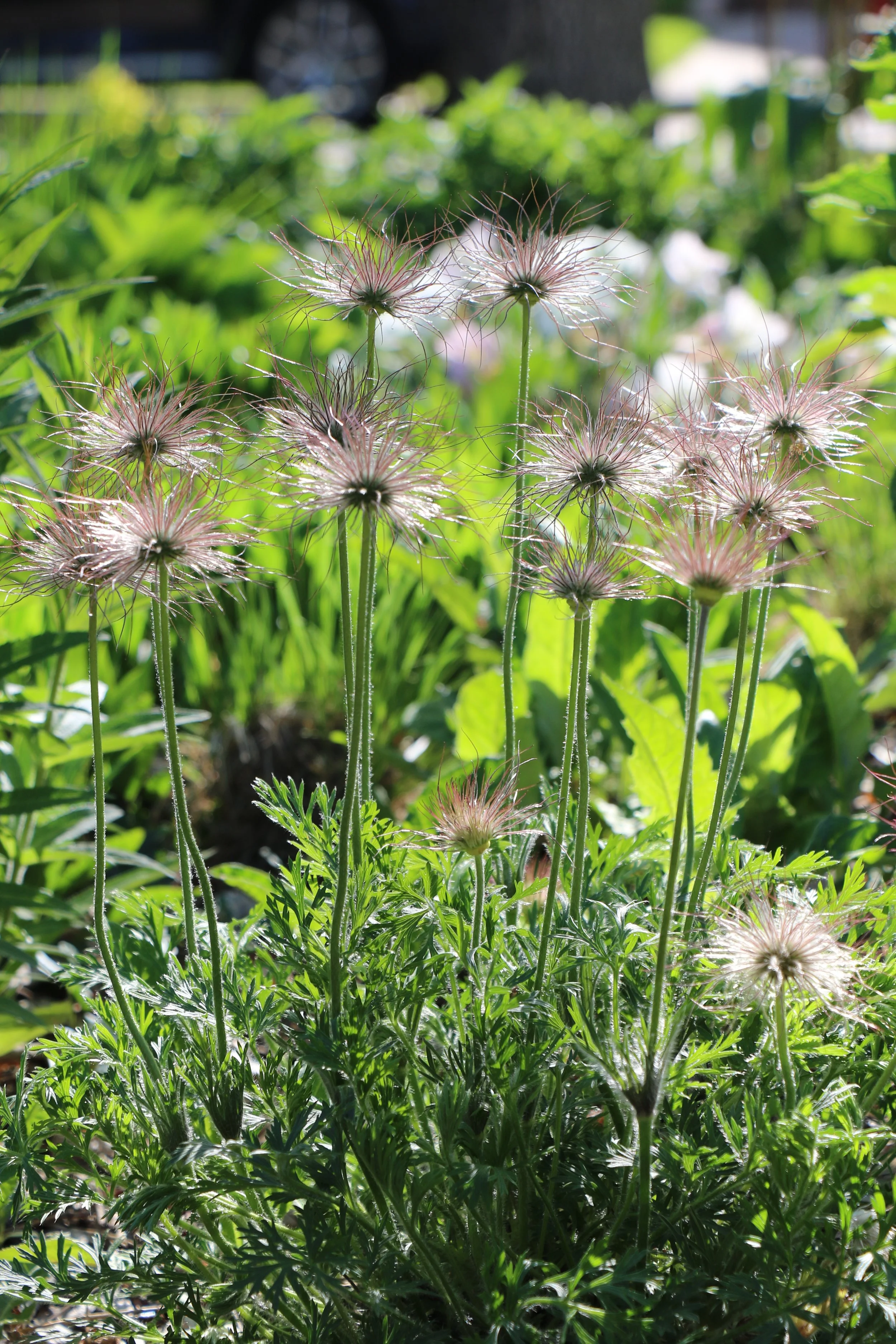 Close-up of a group of fluffy, pinkish seed heads on thin green stems in a lush garden with bright green leaves.