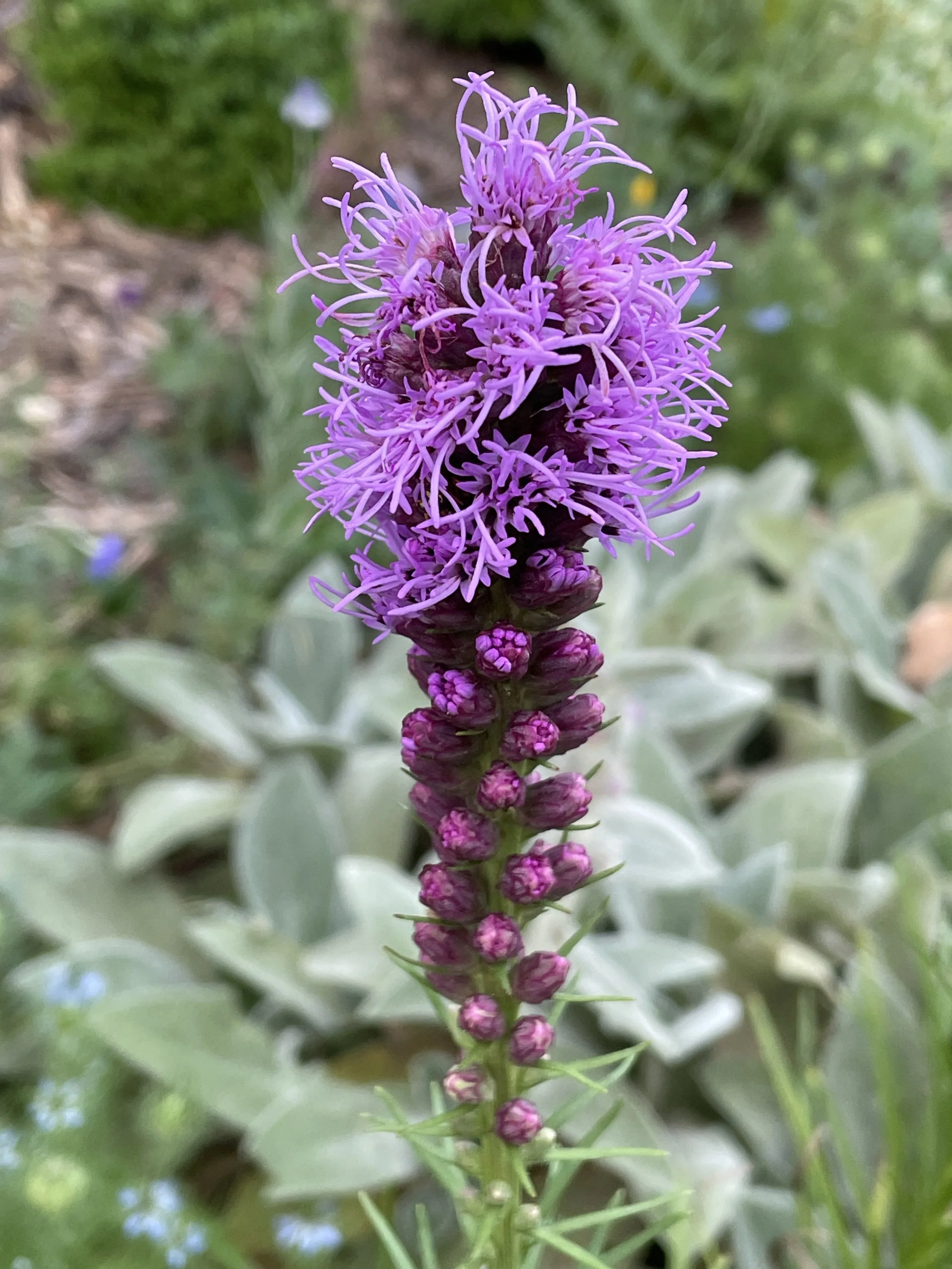 Liatris spicata (Blazing Star)