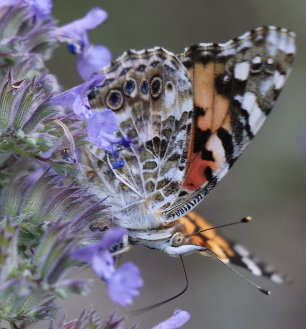 A butterfly with colorful patterned wings perched on purple flowers.