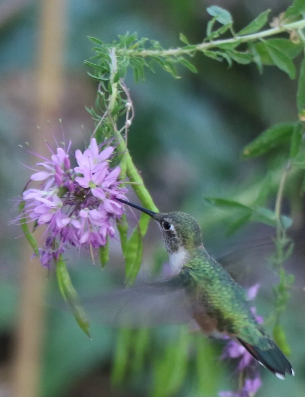 Hummingbird.jpg