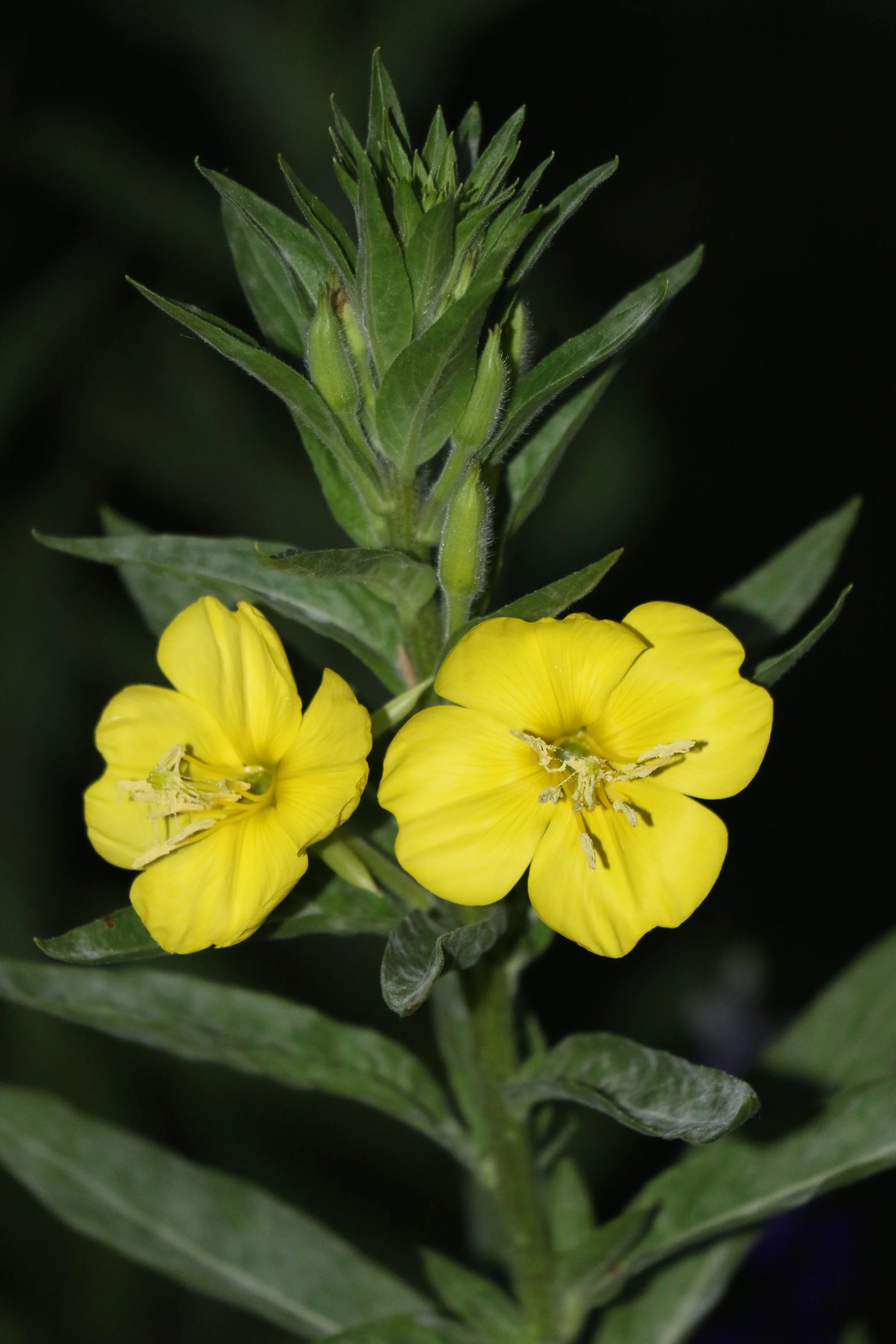 Oenothera biennis (Common Evening Primrose) Love a night bloomer.