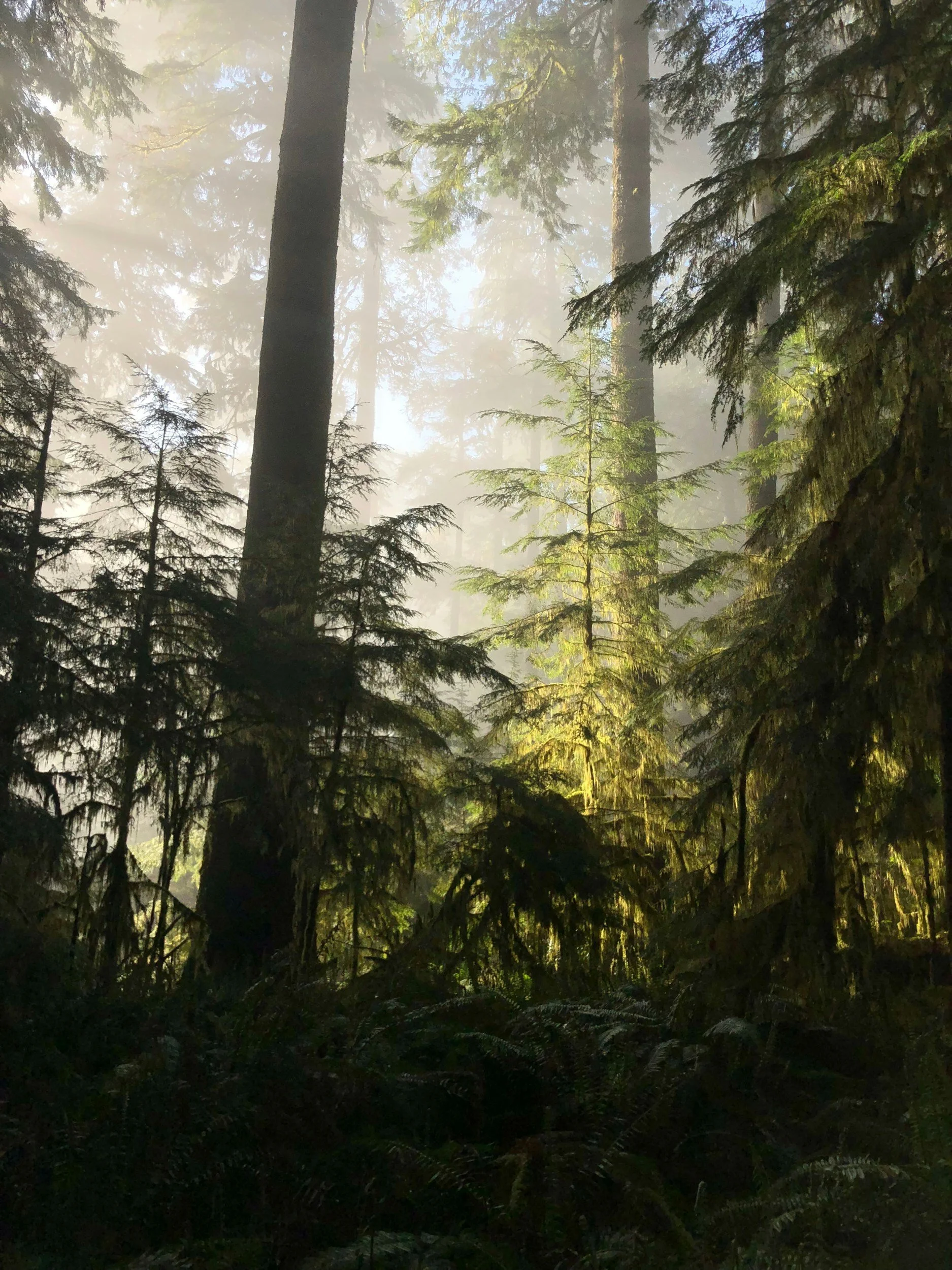 The Wilderness