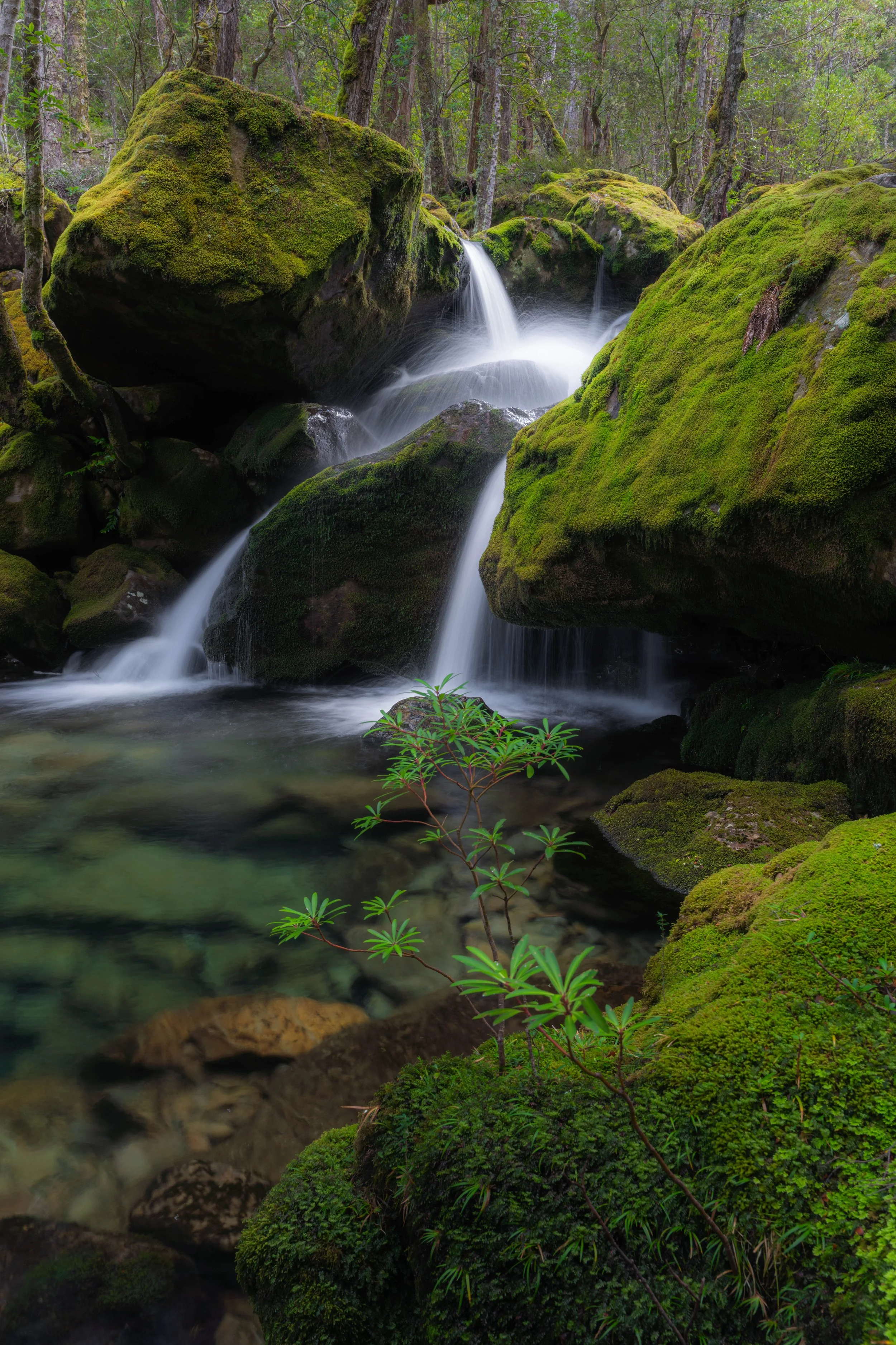 Water cascading between moss-covered boulders along Mother Cummings Rivulet near Meander, Tasmania, surrounded by lush green forest.