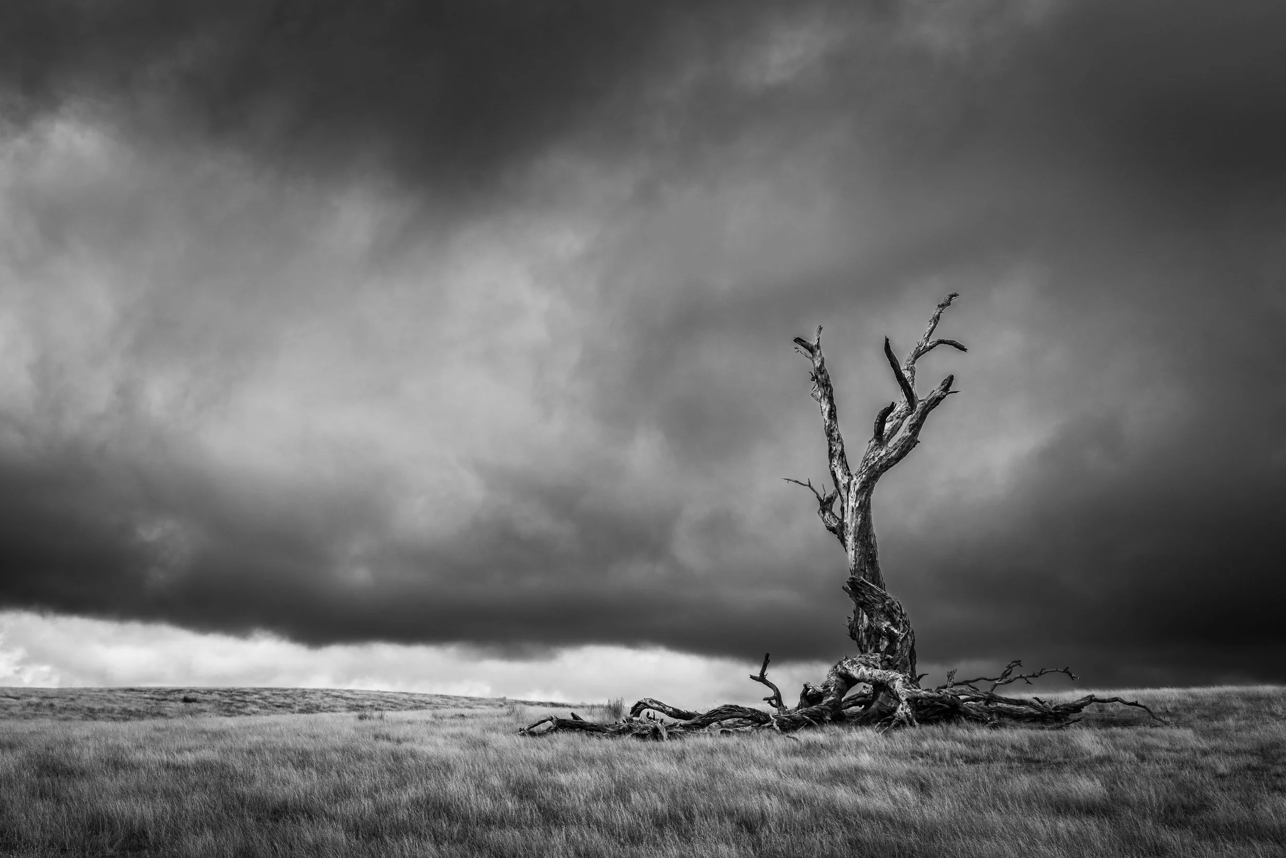 Moody Tree No WM.jpg