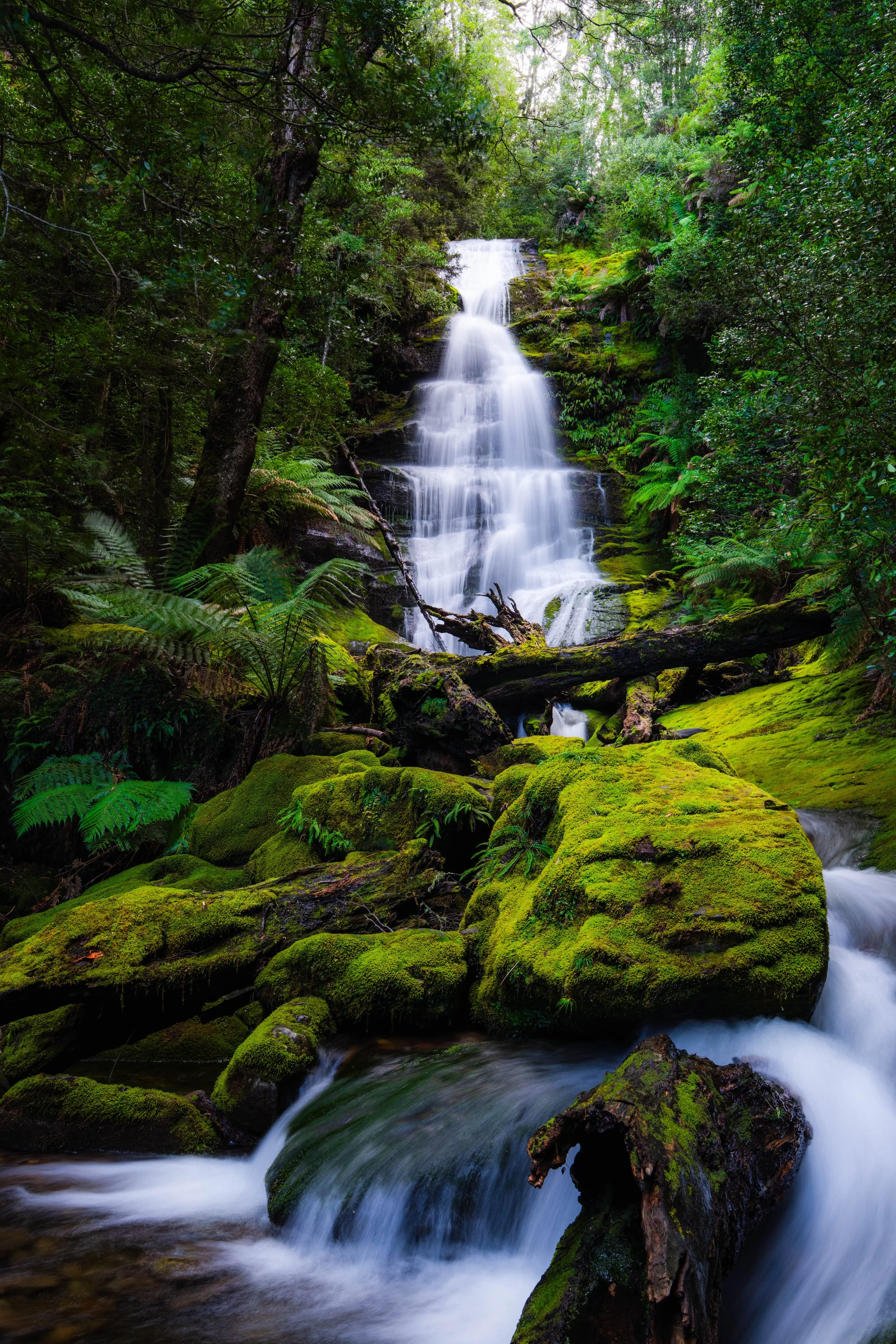 Where the Forest Falls