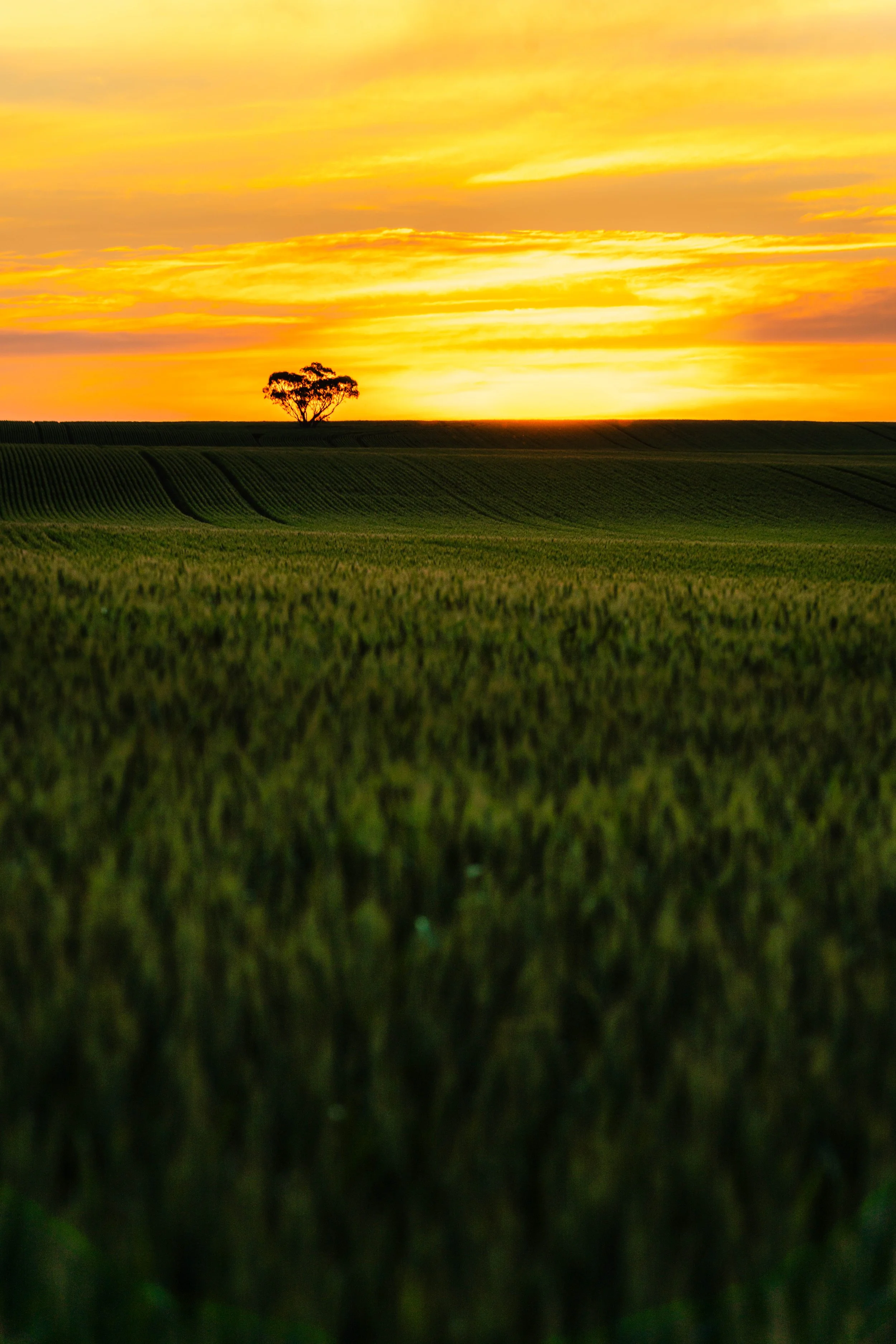 Wheat Field Sunset No WM 12-9-26.jpg