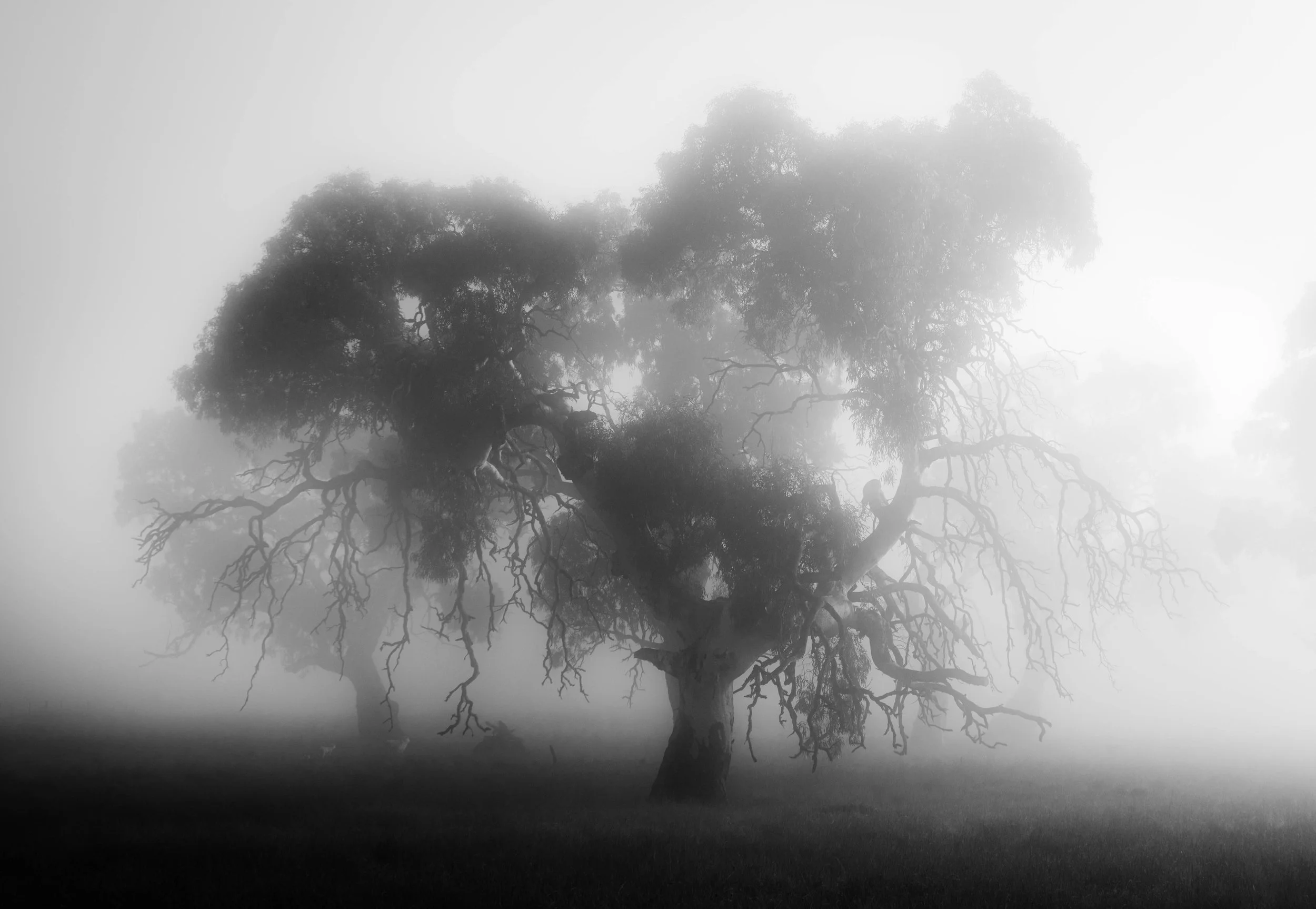 Black and white image of an old eucalyptus tree emerging through dense fog in a rural landscape near Penola, South Australia.