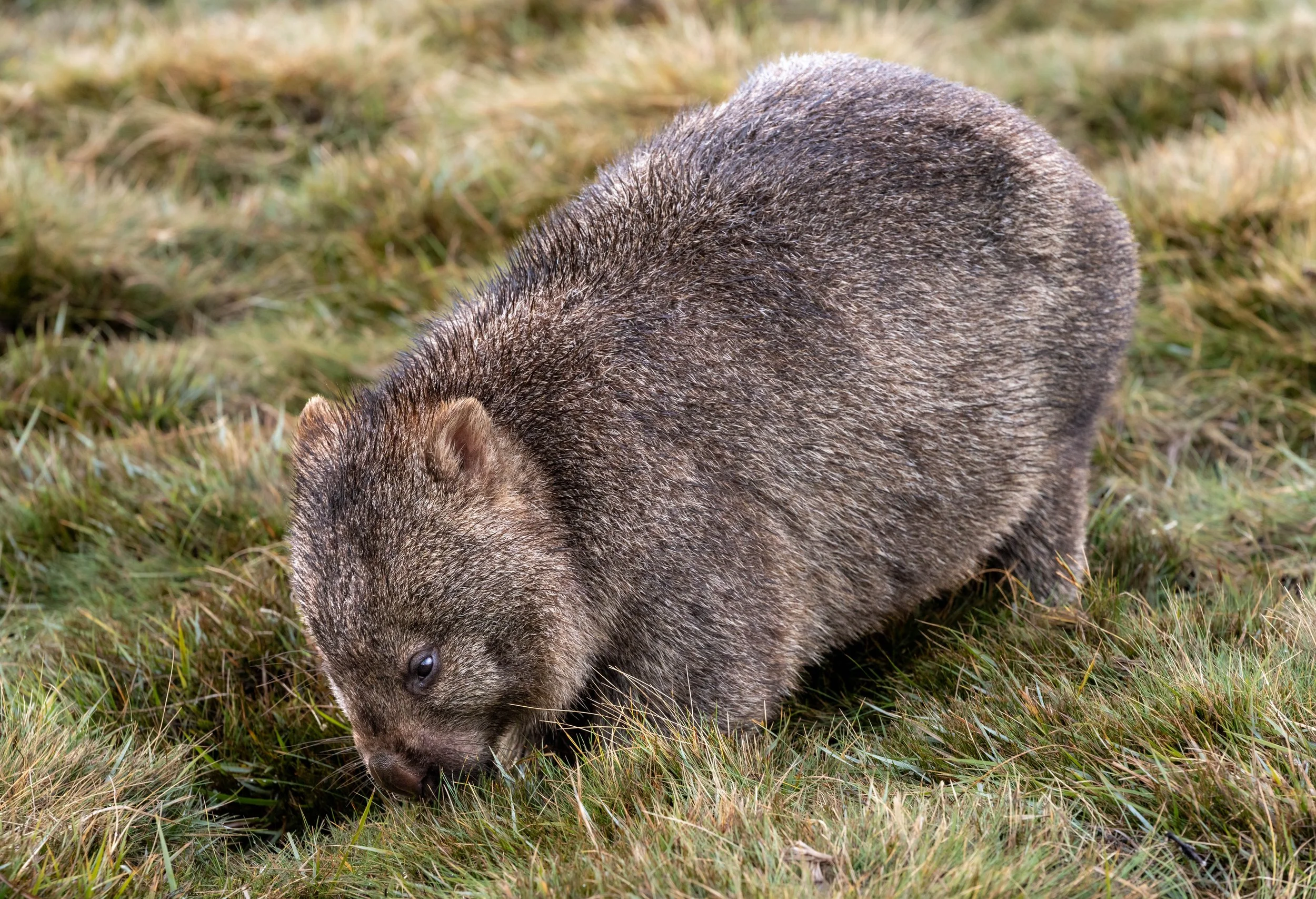 Wombat Calendar No WM.jpg