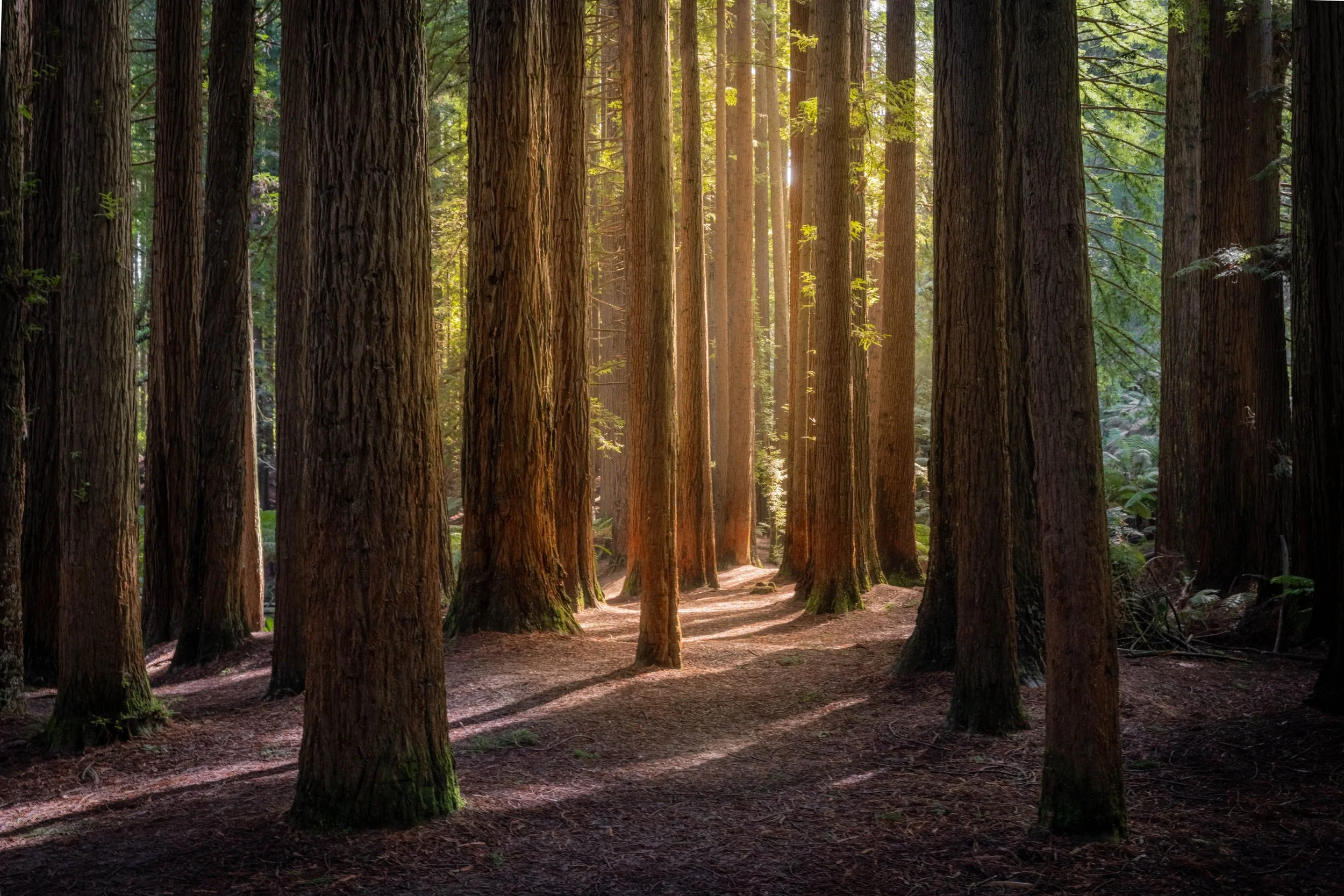 Warm sunlight filtering through towering redwood trees in the Redwood Forest of Victoria’s Otway Ranges, casting long shadows across the forest floor.