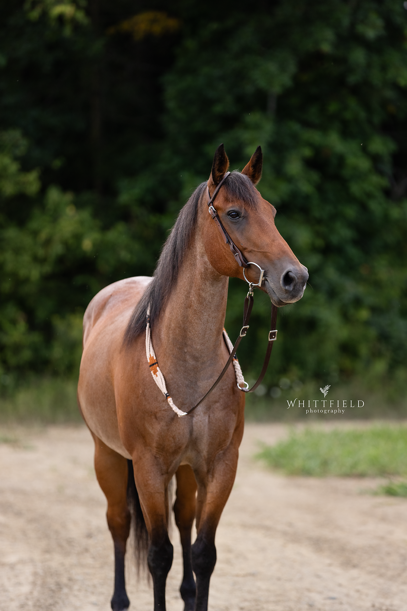 A brown horse with a dark mane stands on a dirt path with a blurred green forest background, wearing a halter and lead rope.