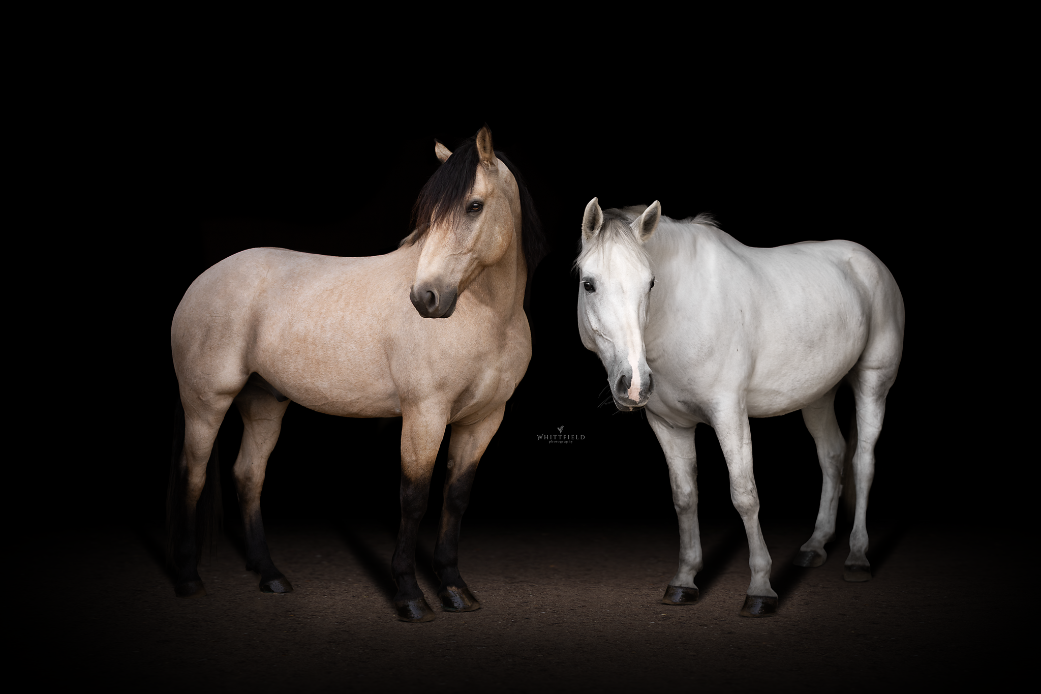 Two horses, one light tan with dark mane and tail, and the other white, standing against a black background.