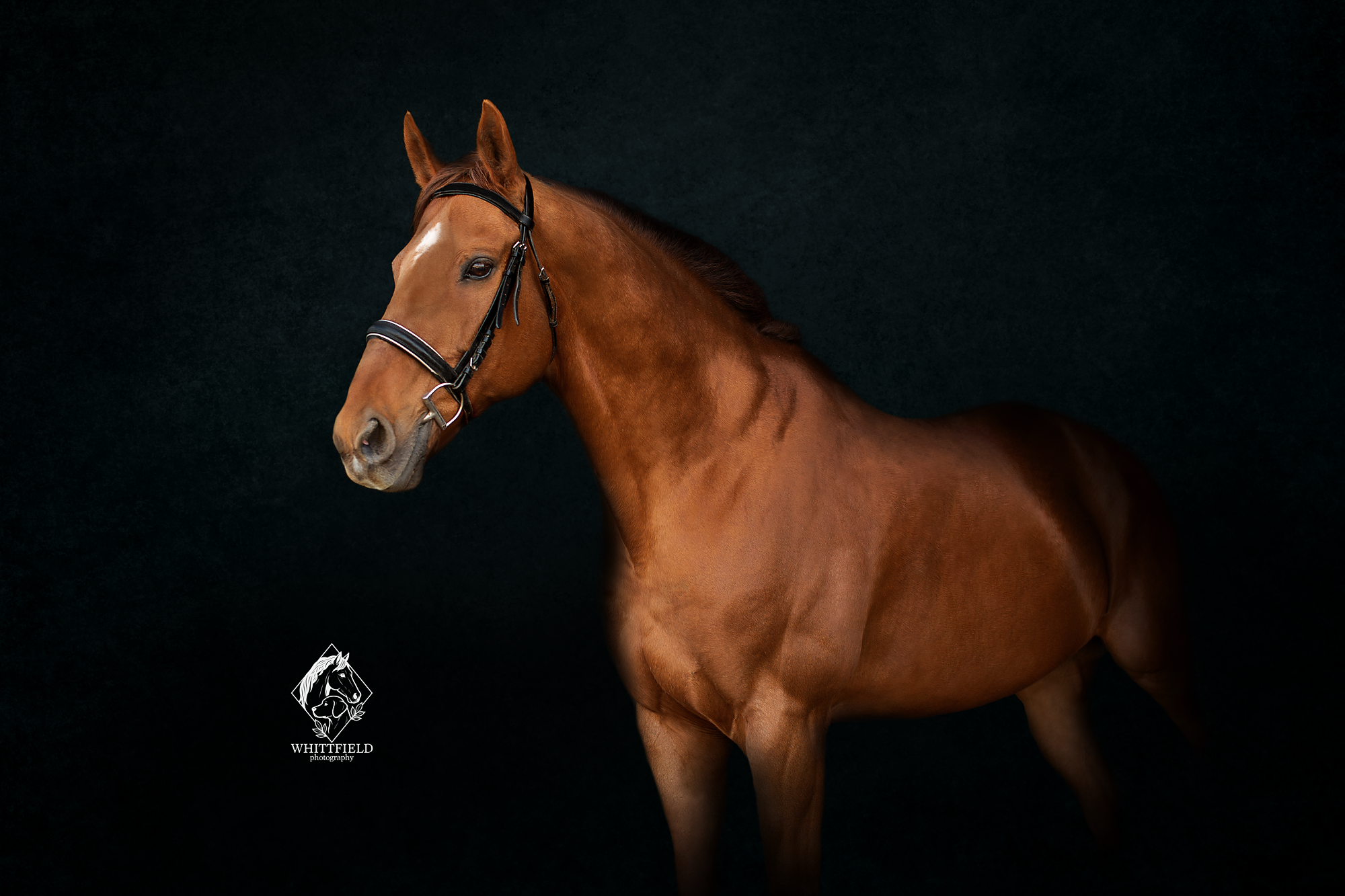 A chestnut horse wearing a bridle against a black background.