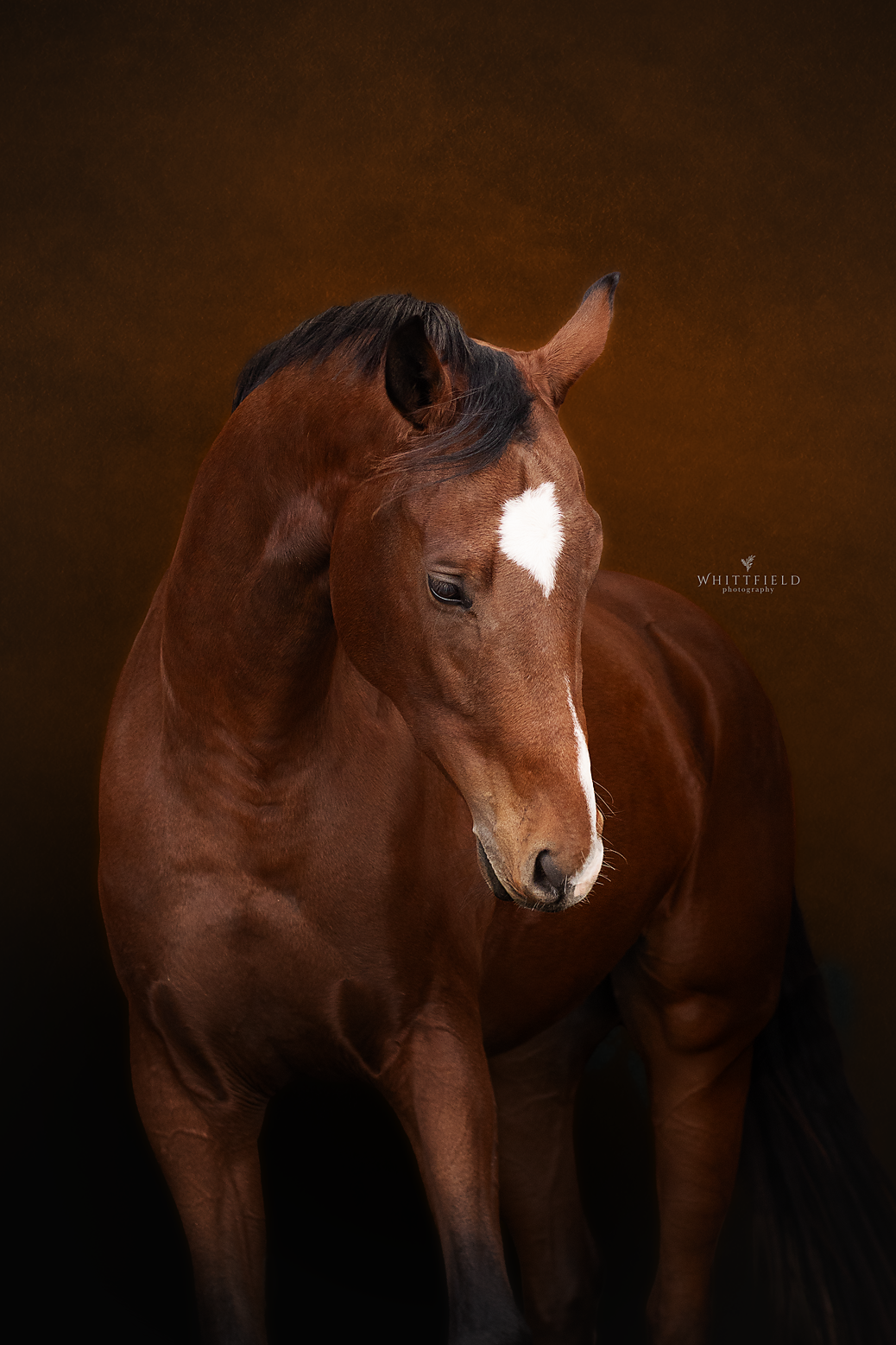 A brown horse with a white star marking on its forehead, looking downward against a dark background.