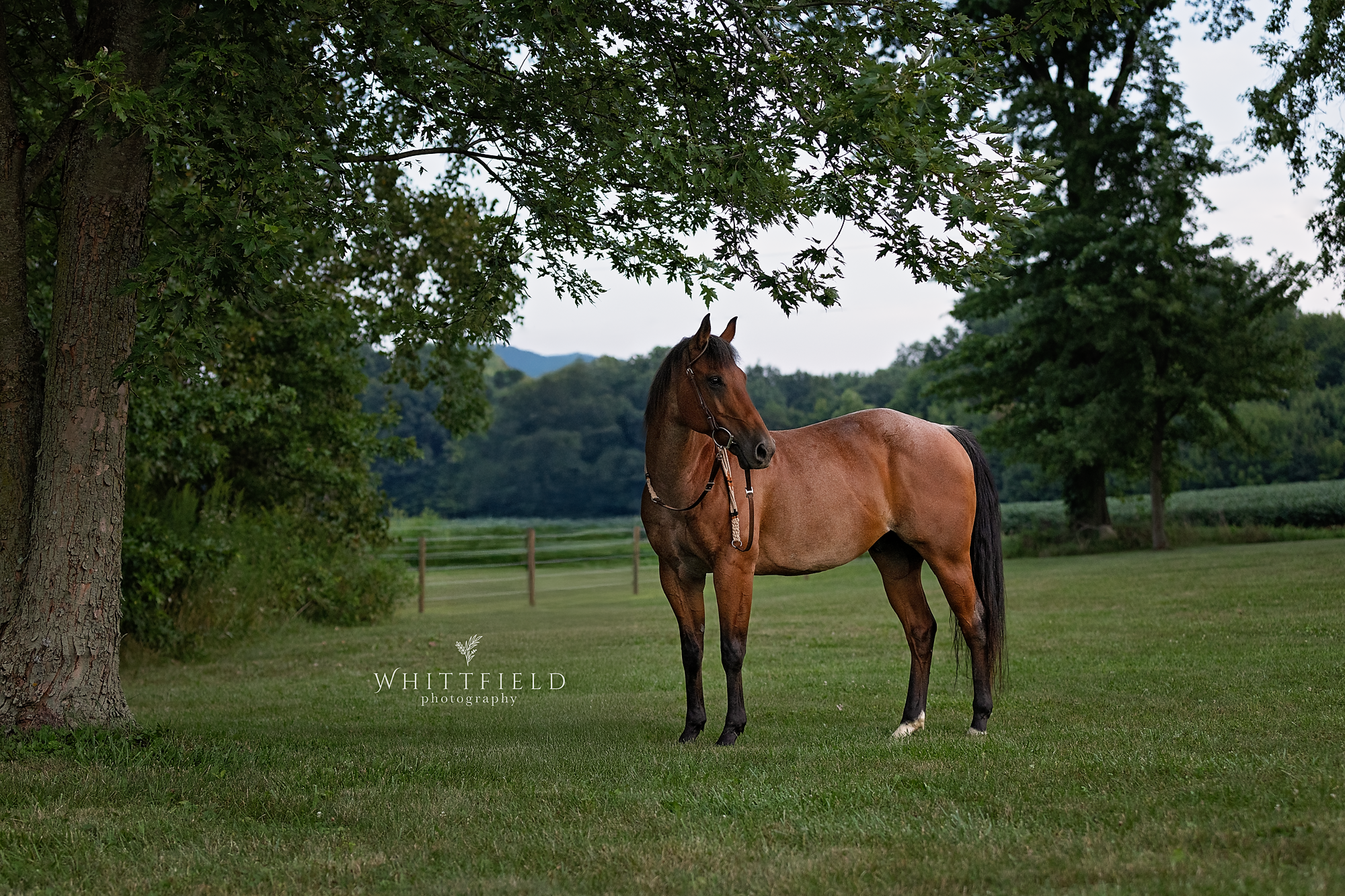 A brown horse with black mane and tail standing on green grass near a large tree in a rural landscape with trees and hills in the background.