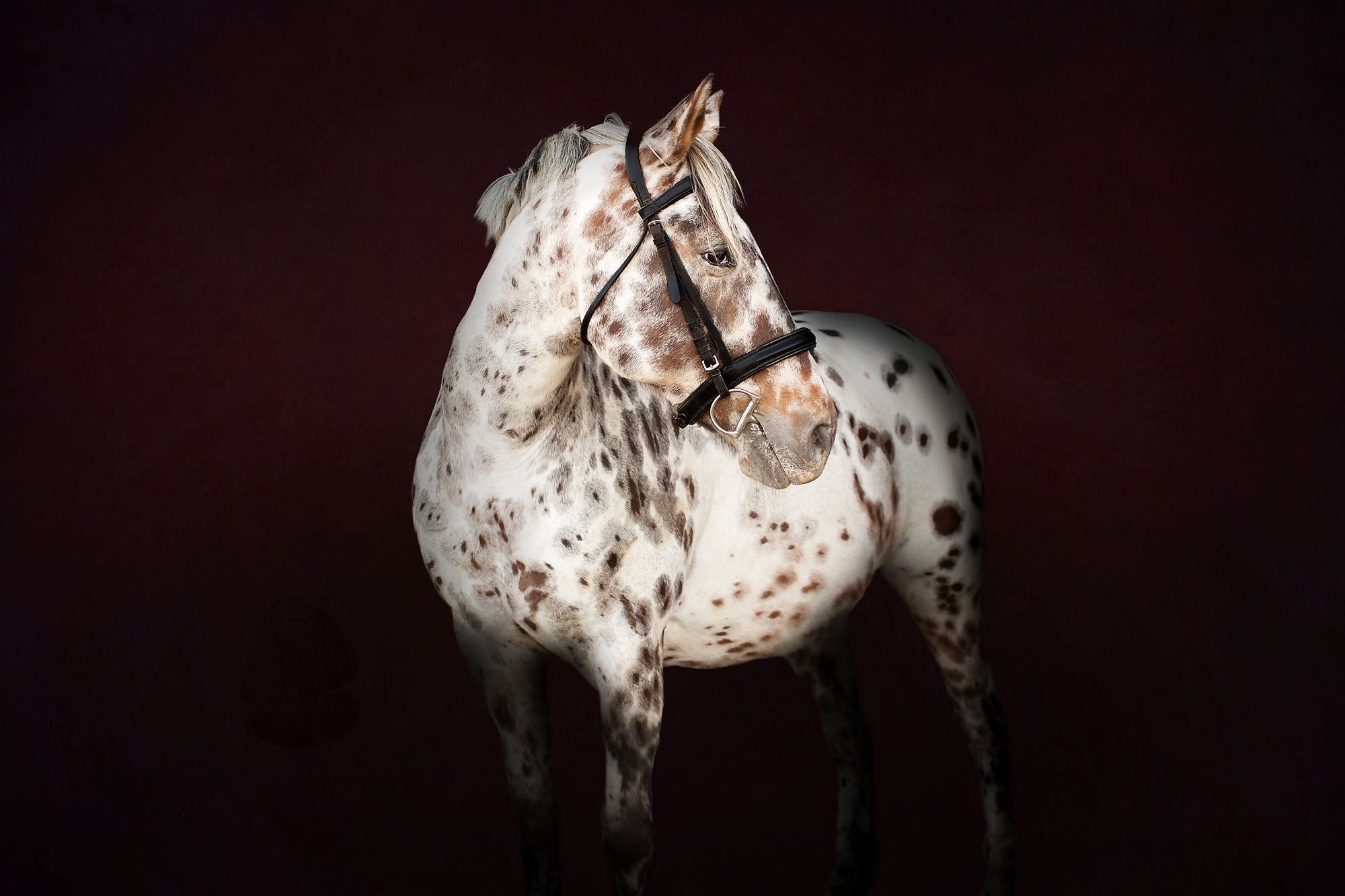 A white and brown speckled horse with a black bridle against a dark background.