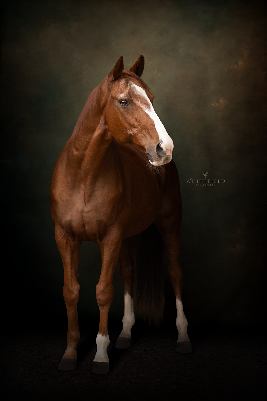 A chestnut horse with a white blaze on its face, standing against a dark background.