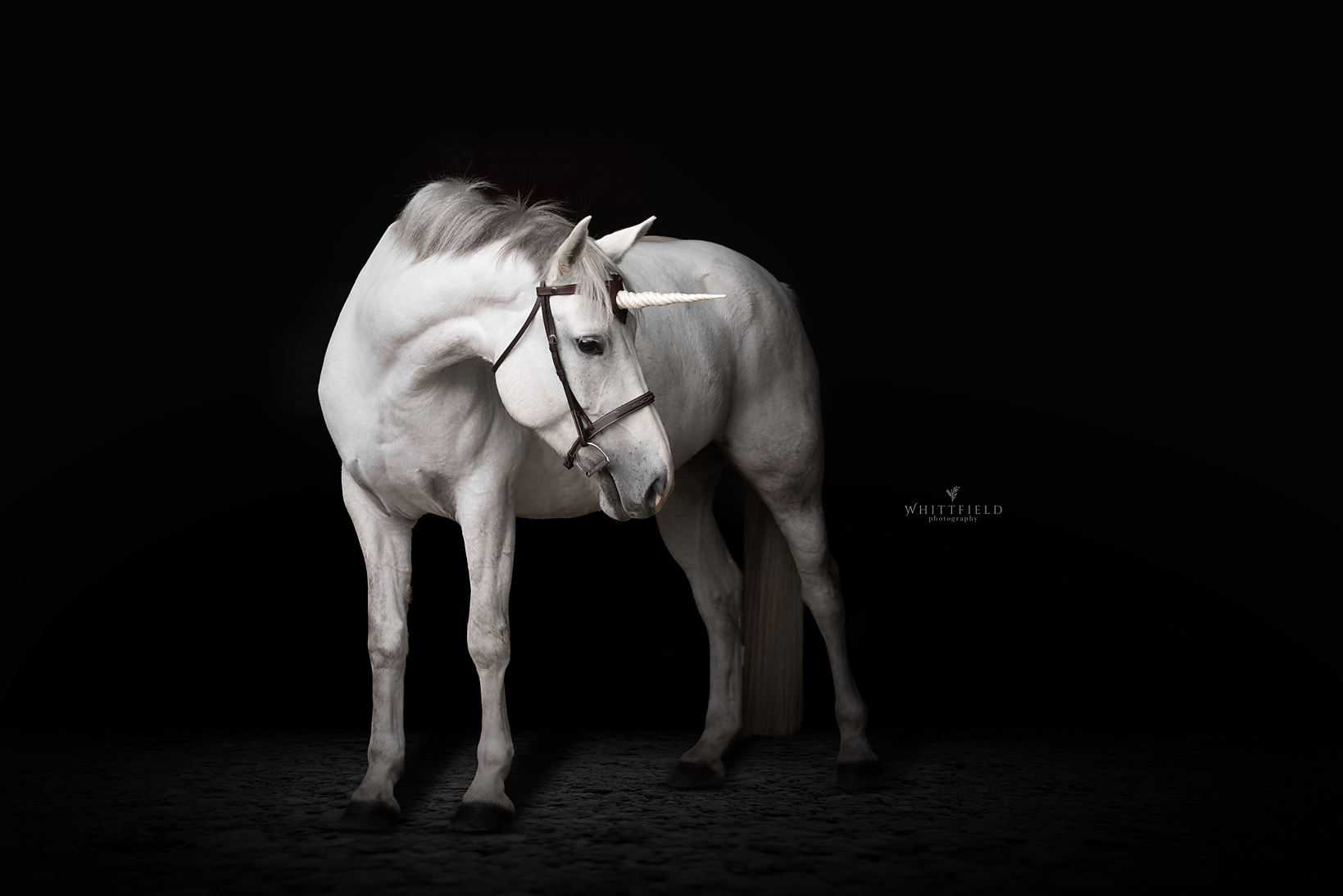 White unicorn with a twisted horn and dark saddle standing against a black background.