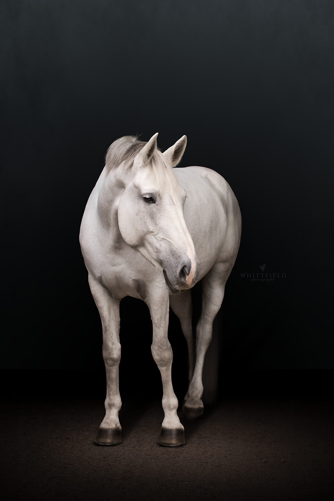 A white horse standing on a dark background, facing slightly to the left.