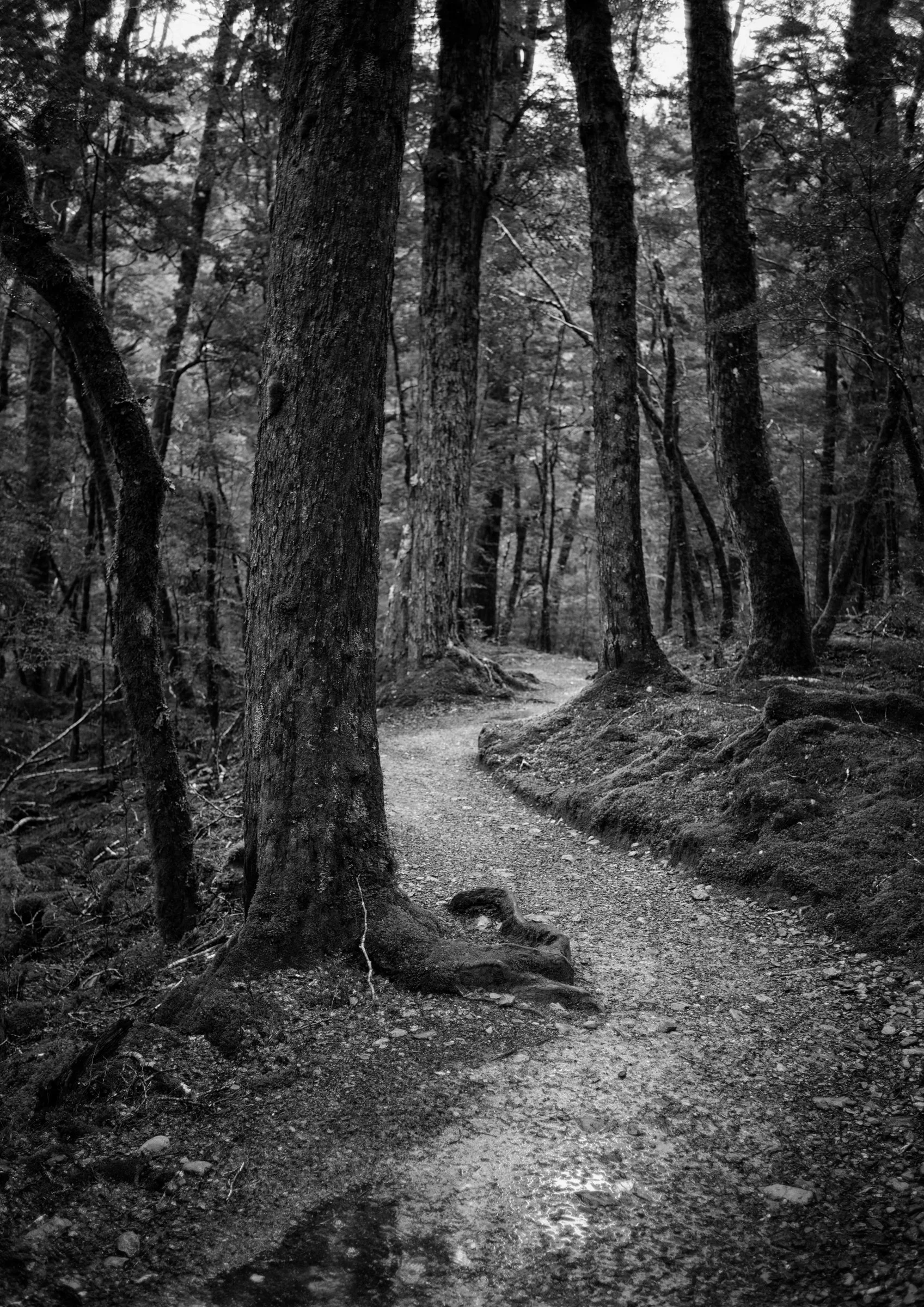 Tiaki - Routeburn Track, New Zealand