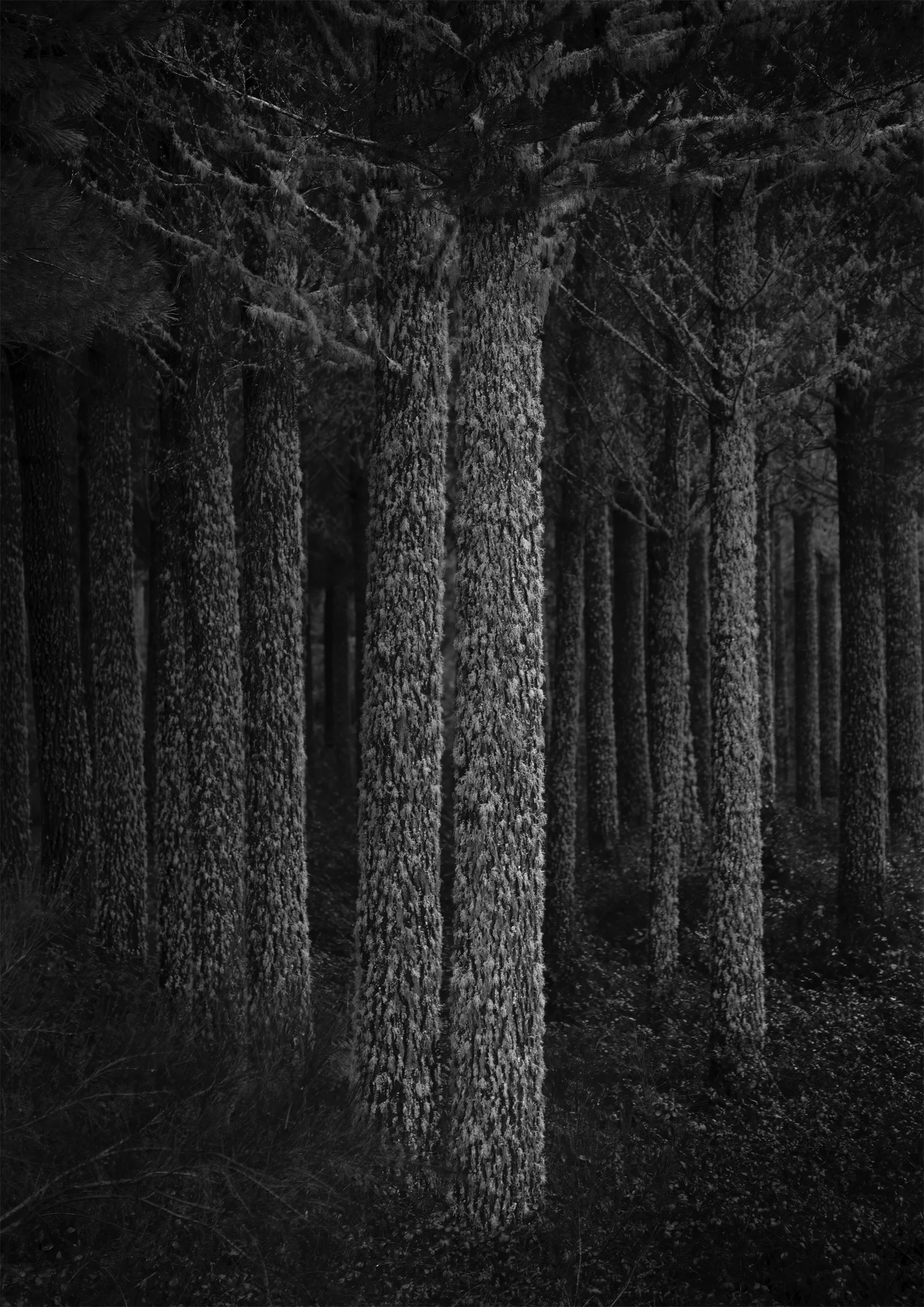 Tiaki - Rangipo, New Zealand