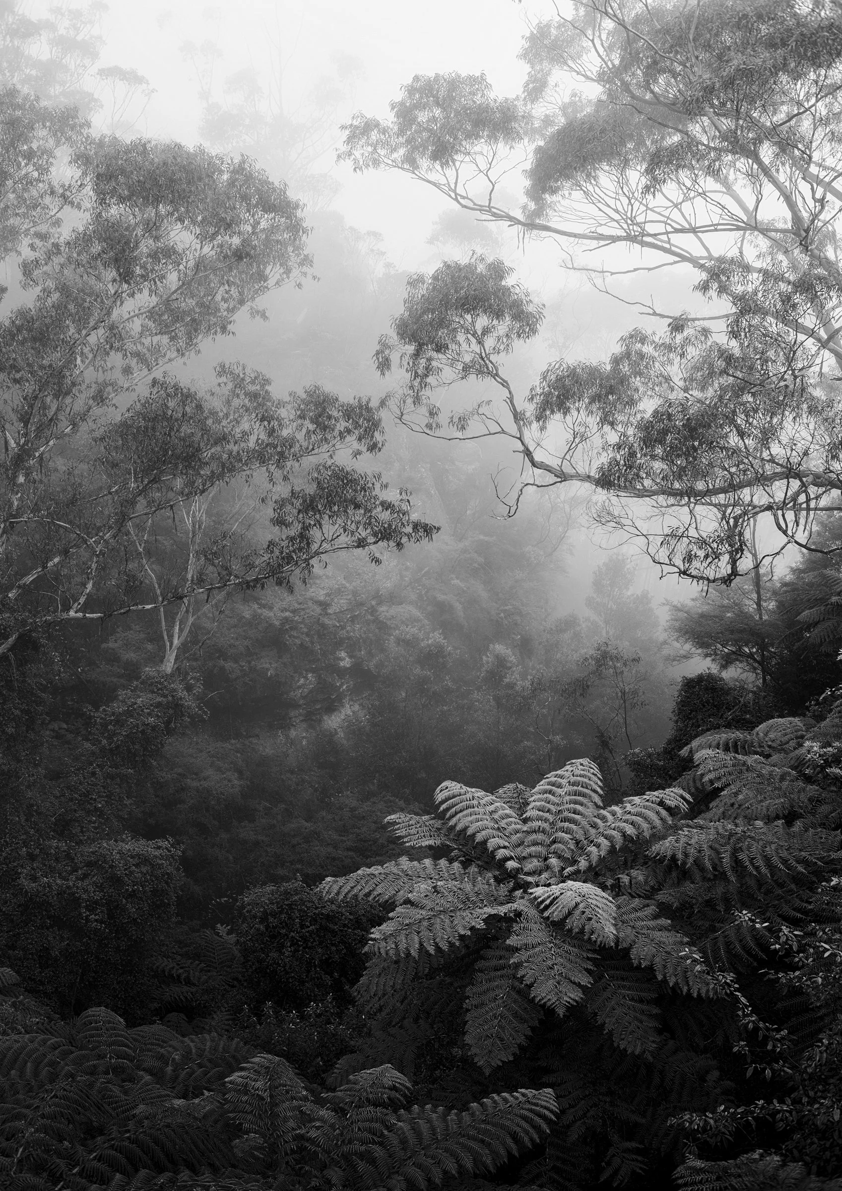 Tiaki - Blue Mountains, Australia