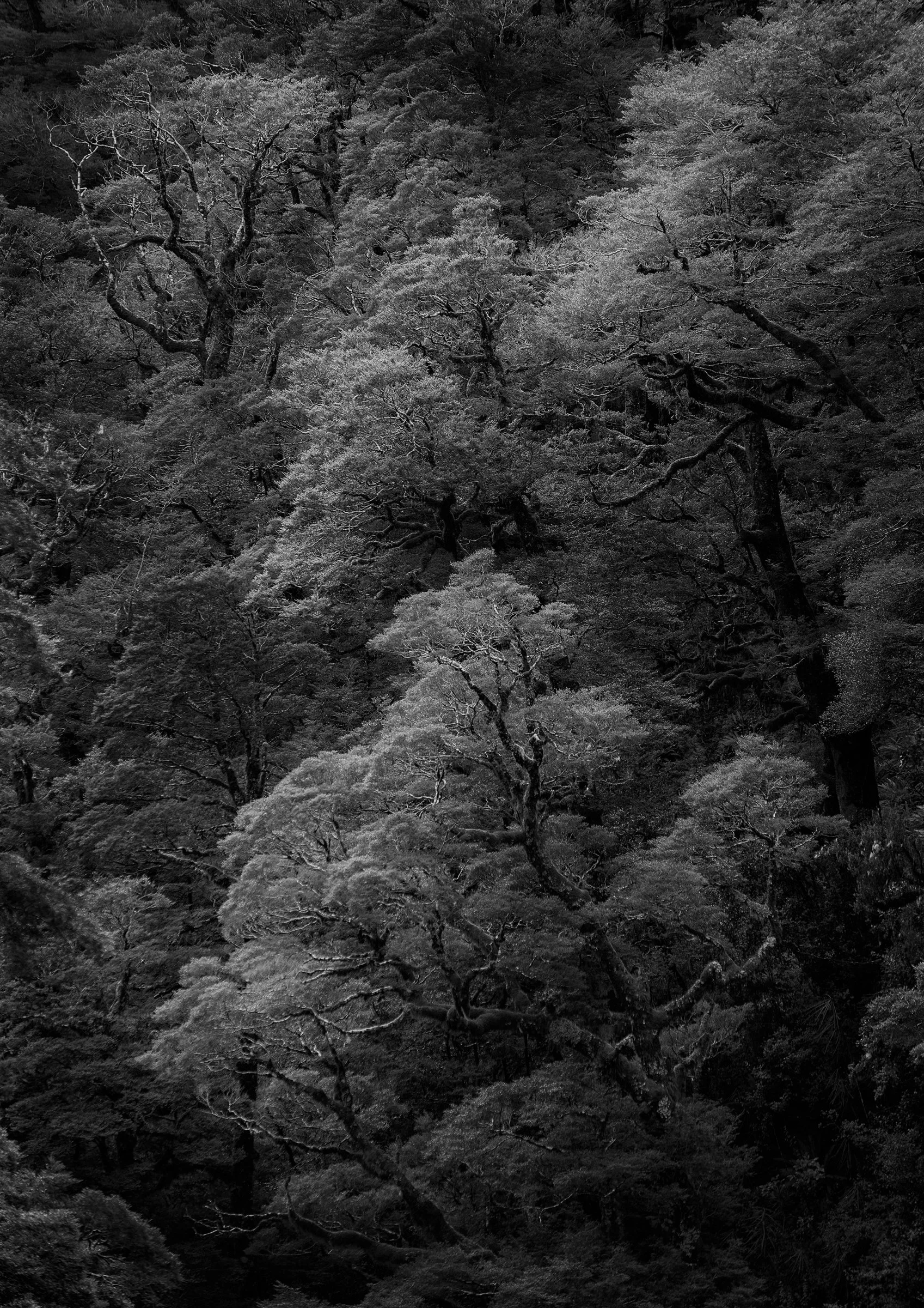 Tiaki - Hollyford Valley, New Zealand