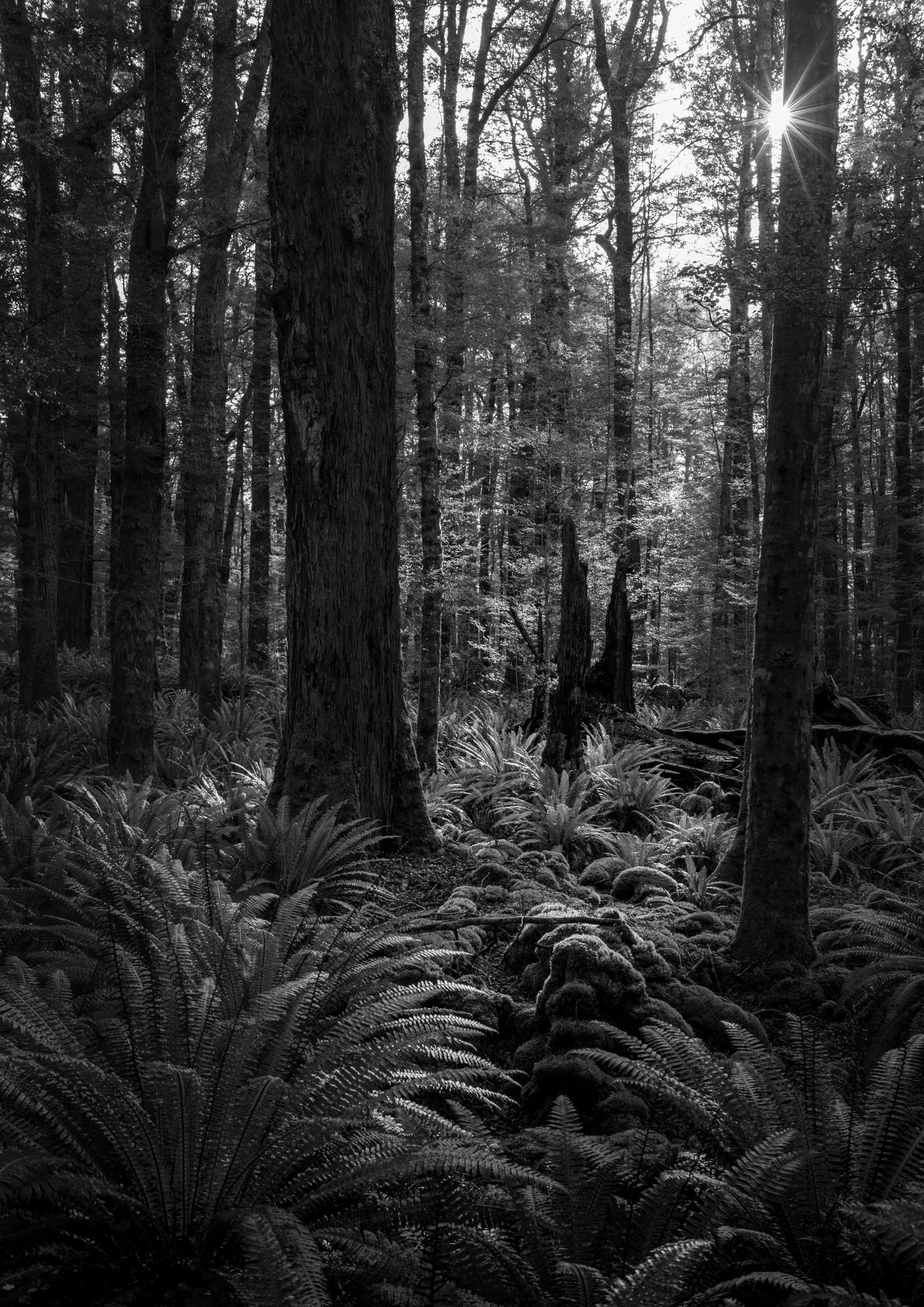 Tiaki - Keplar Track, Te Anau, New Zealand
