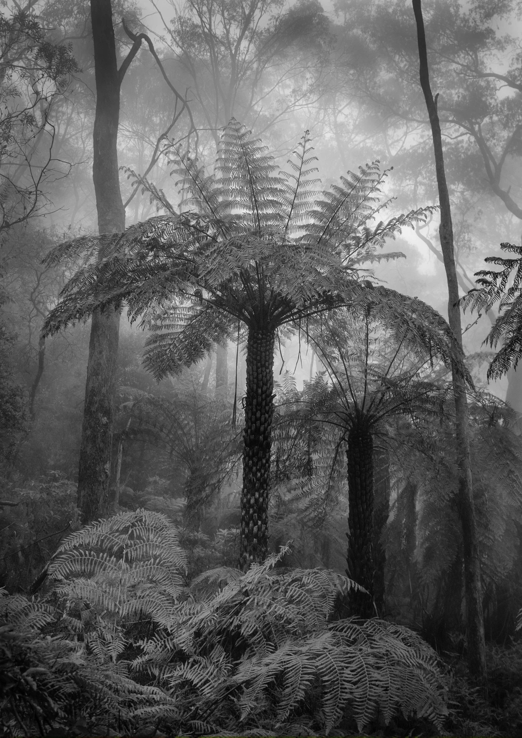 Tiaki - Leura, Blue Mountains, Australia