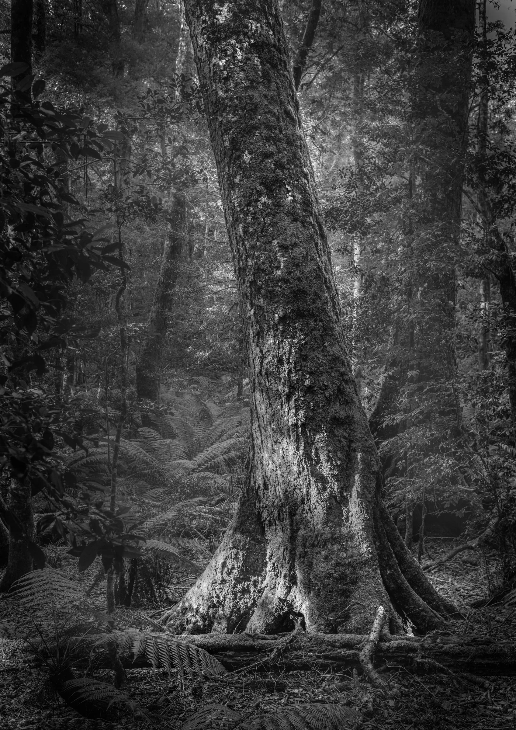 Tiaki - Barrington Tops, NSW, Australia