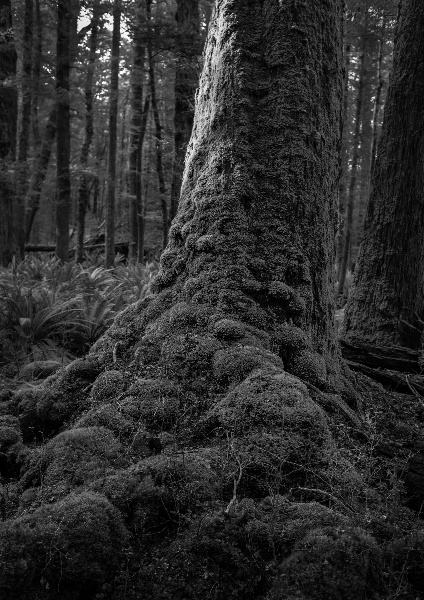 Tiaki - Keplar Track 2, Te Anau, New Zealand