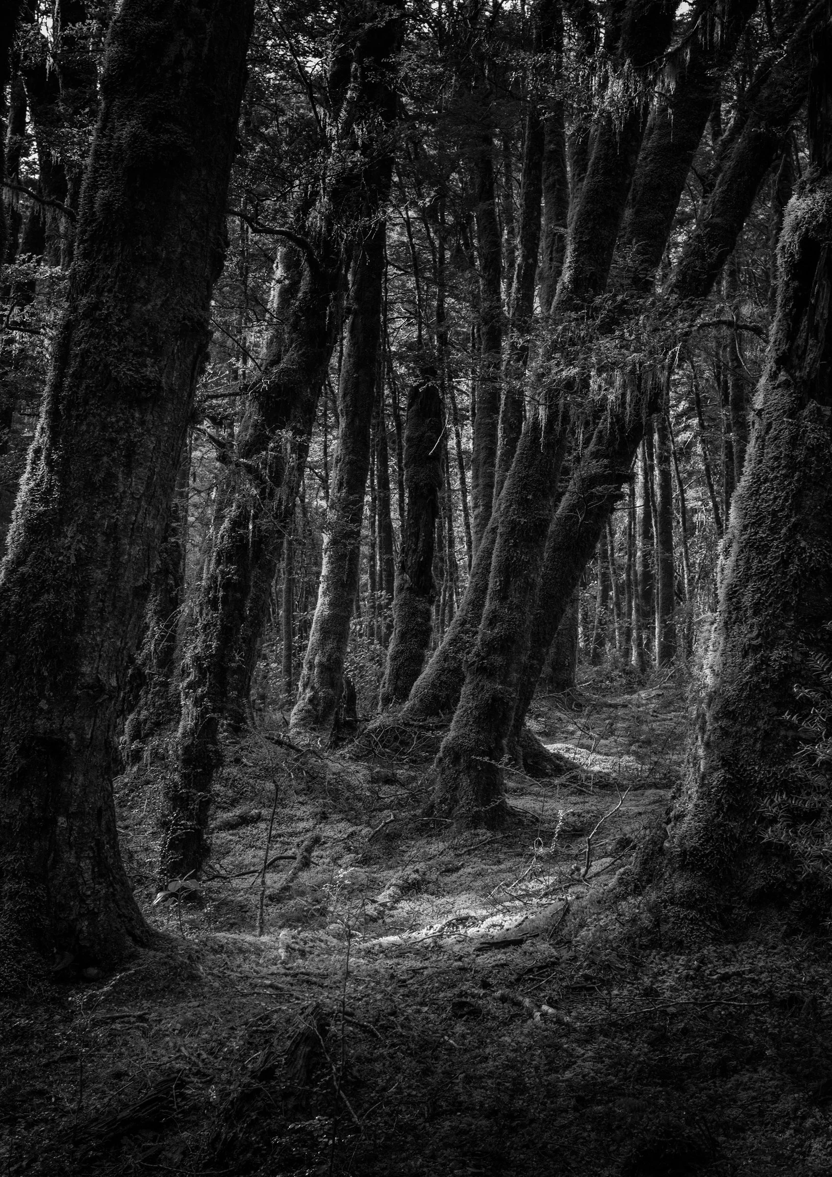 Tiaki - Haast Pass, New Zealand