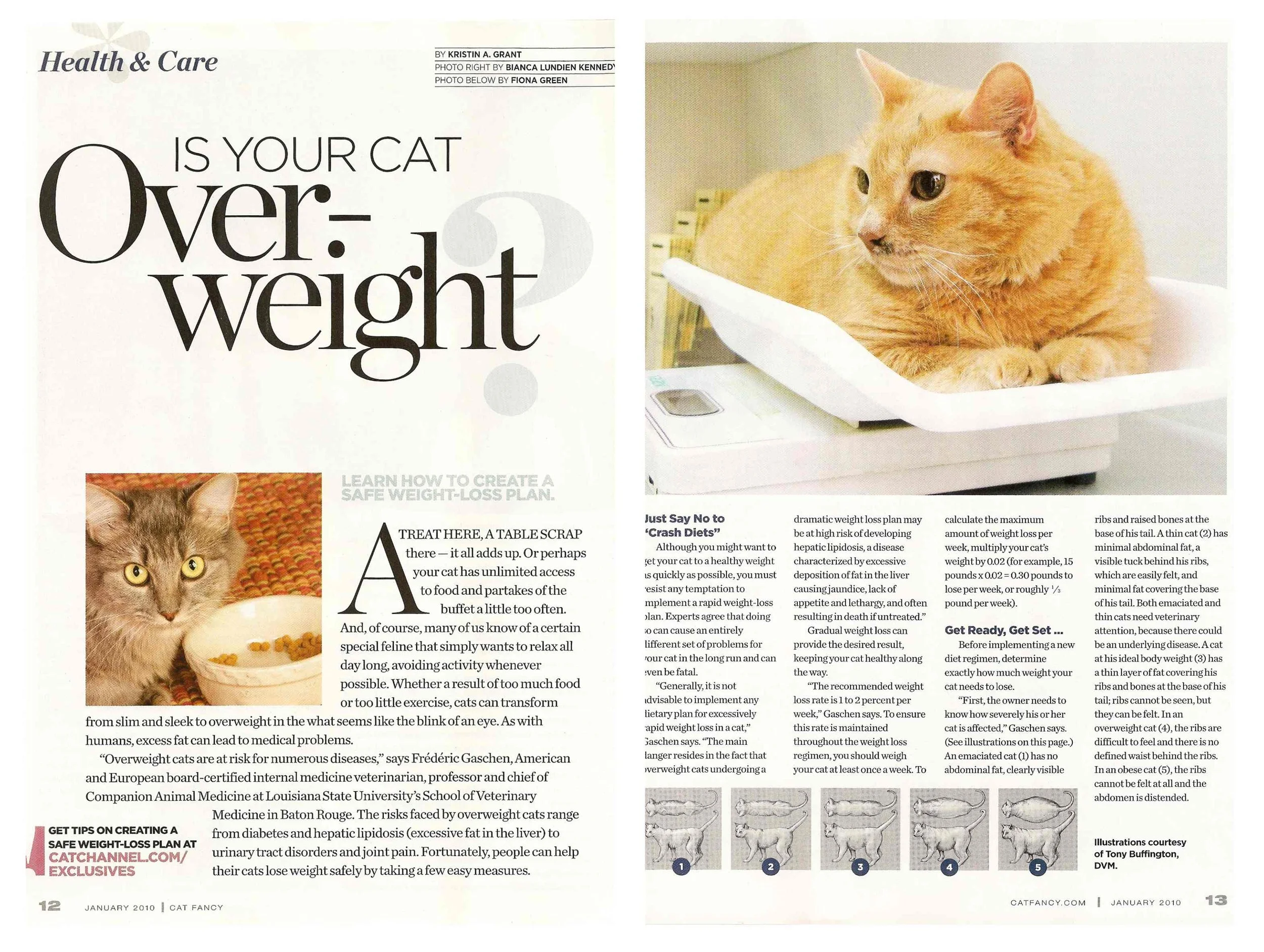 A double page magazine spread with an article about cat health and overweight risks. The right side of the page features a photograph of an orange tabby cat sitting on a digital scale, looking off to the side.