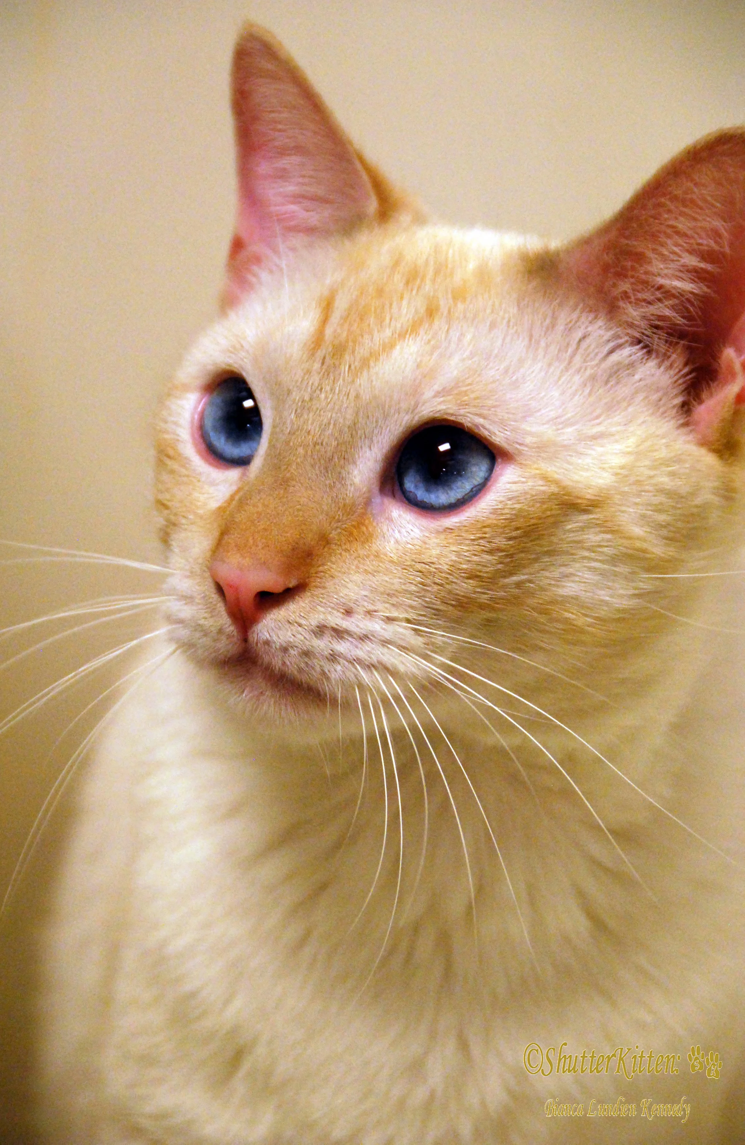 Shelter Cats