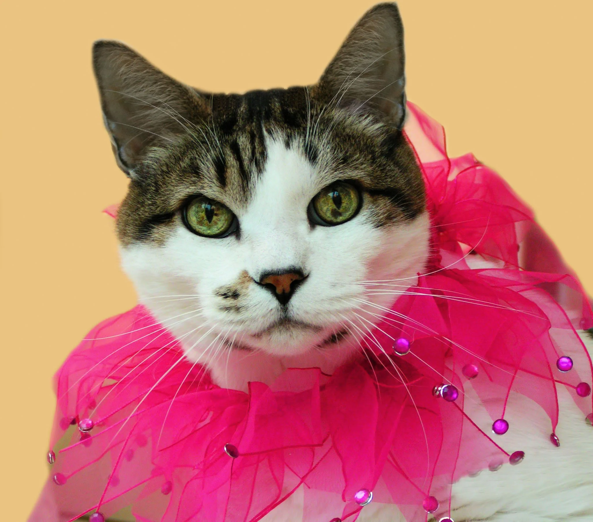 1. SEBASTIAN IN FUCSHIA COLLAR.jpg